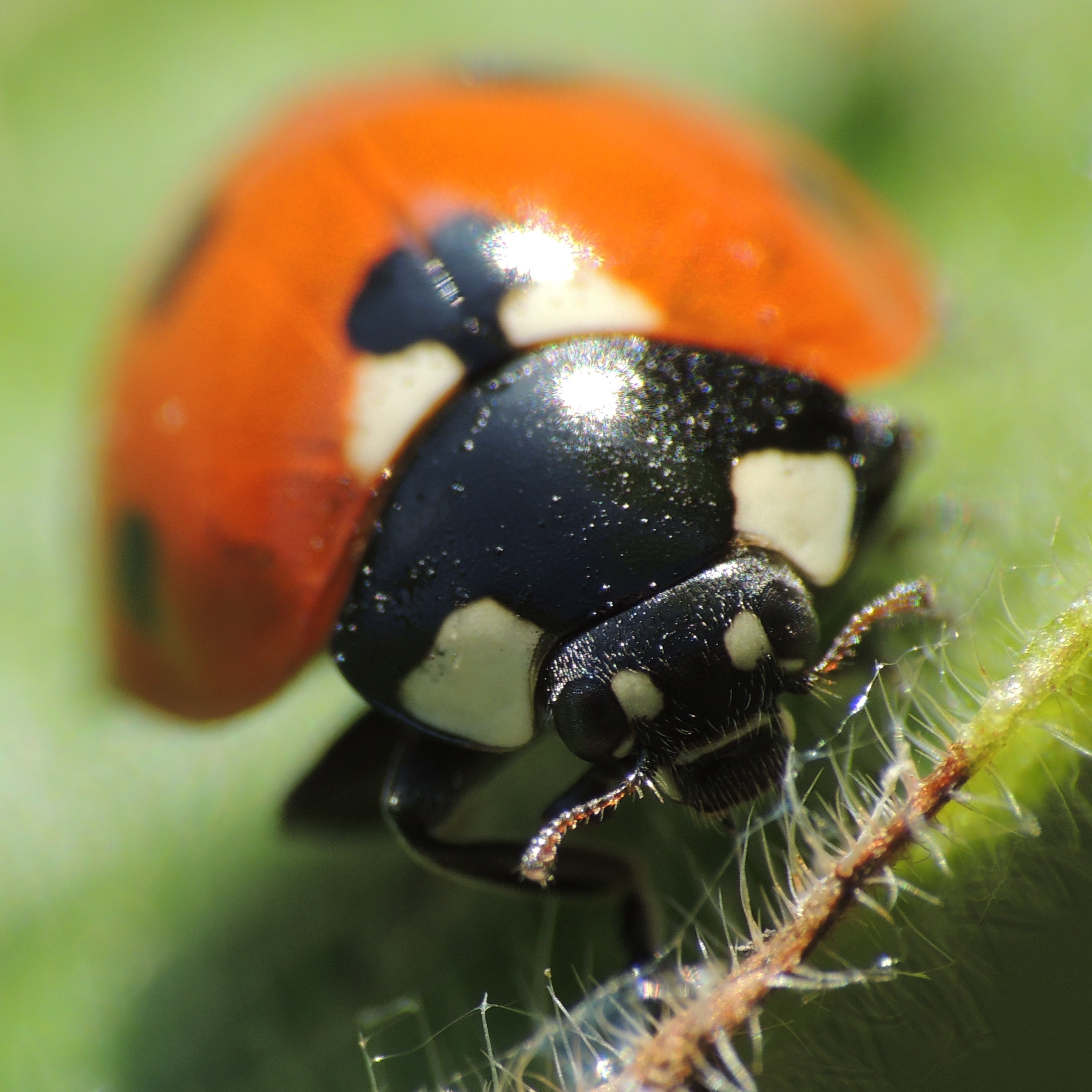 Ladybird, Sandy, Bedfordshire (16867414680)