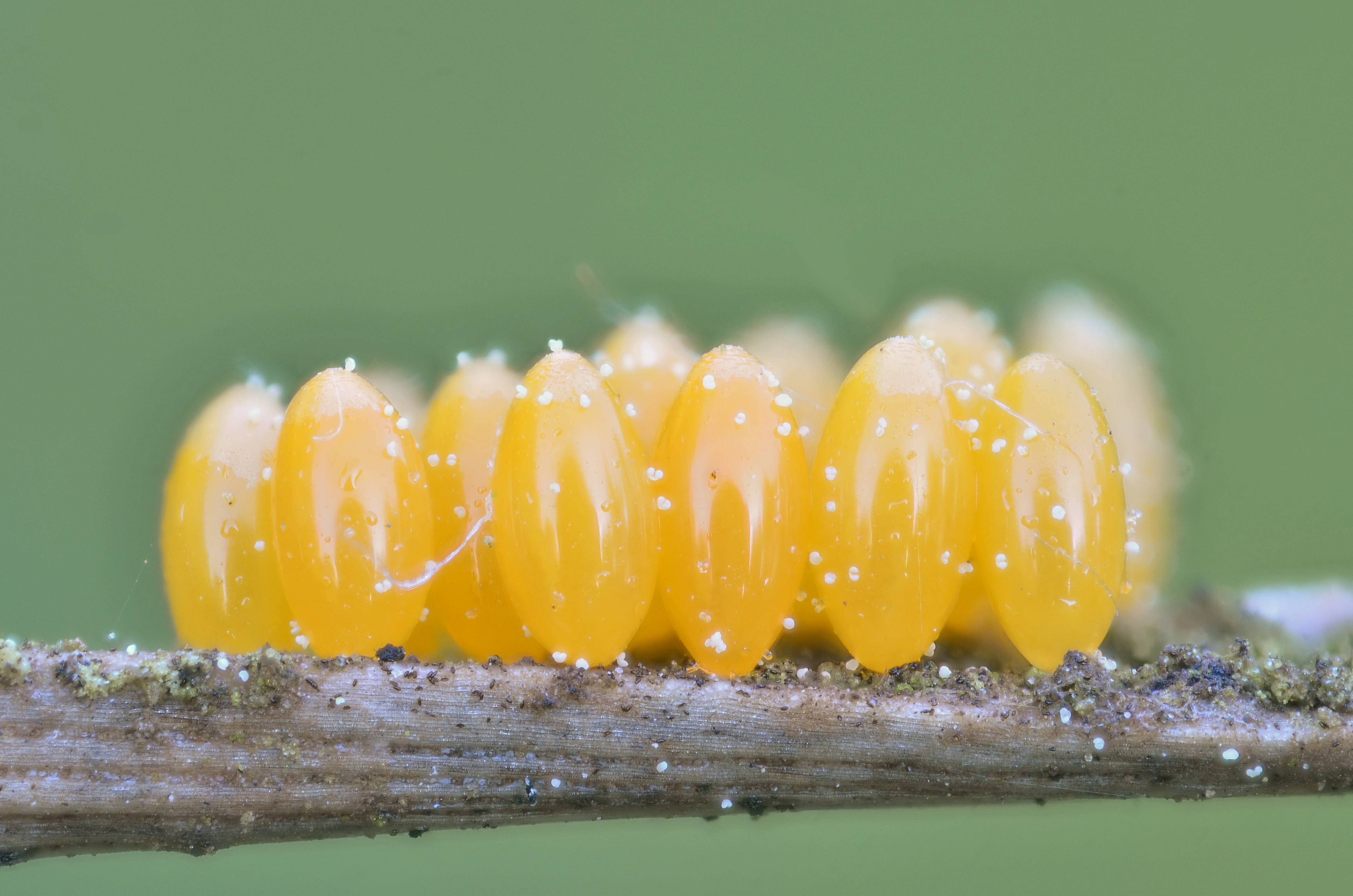 Ladybird eggs (7329118990)