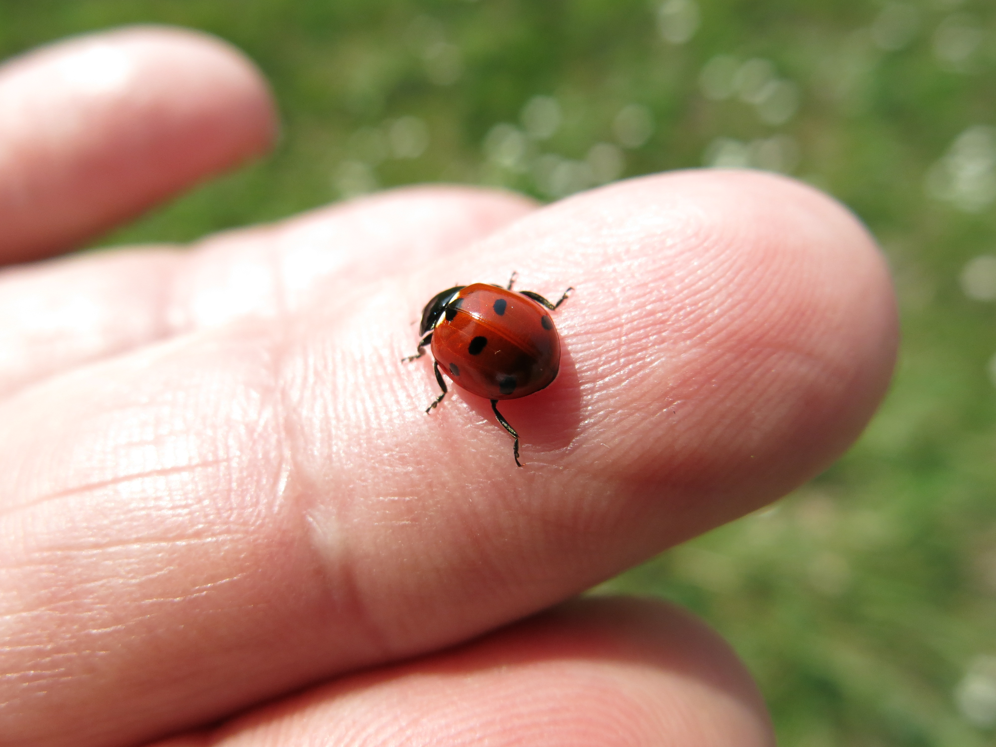 Ladybug on a finger (16232160426)