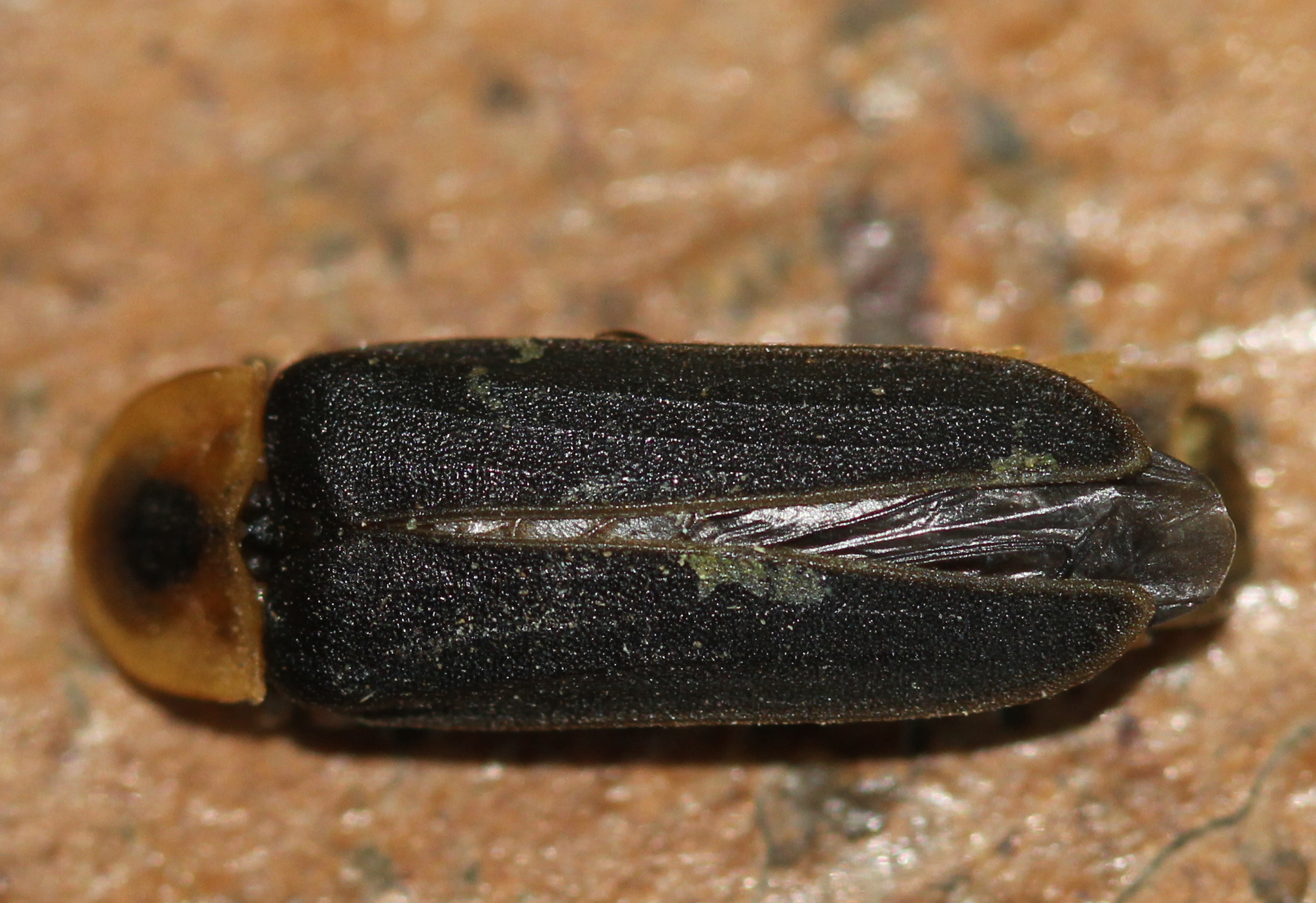 Lampyridae Male glowworm Dorsal aspect 2012 11 19 9250
