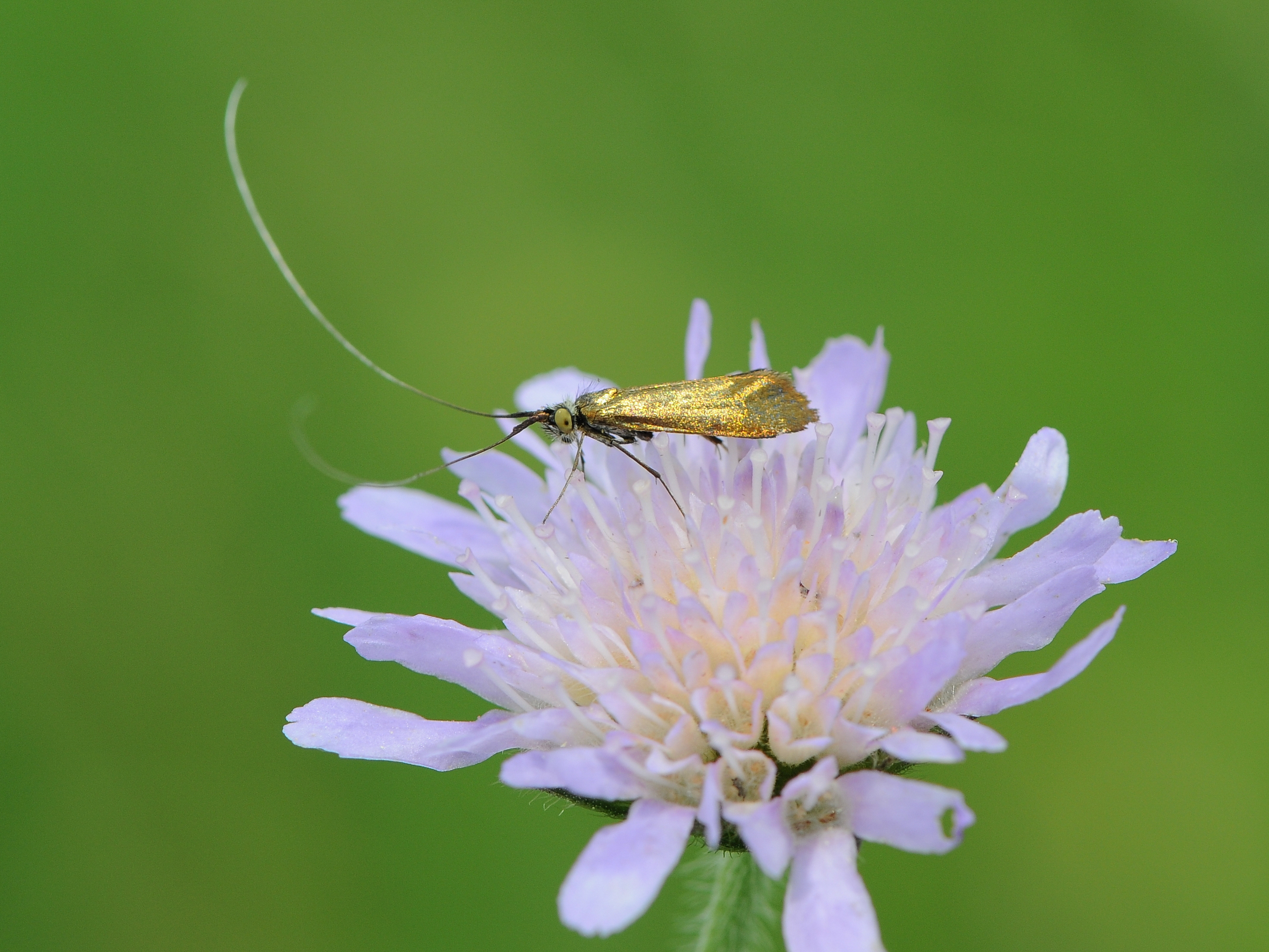 Langhornmotten Adelidae, Nemophora metallica