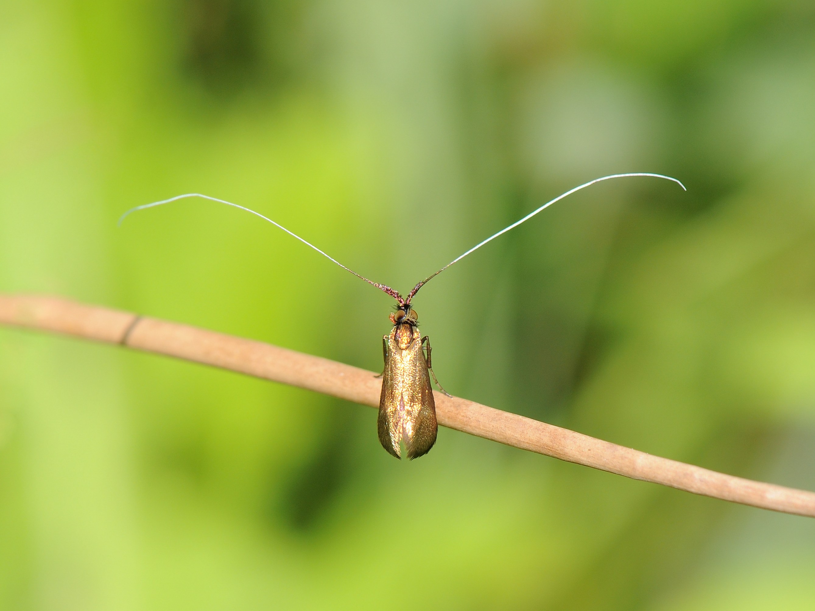 Langhornmotten Adelidae, Nemophora metallica 
