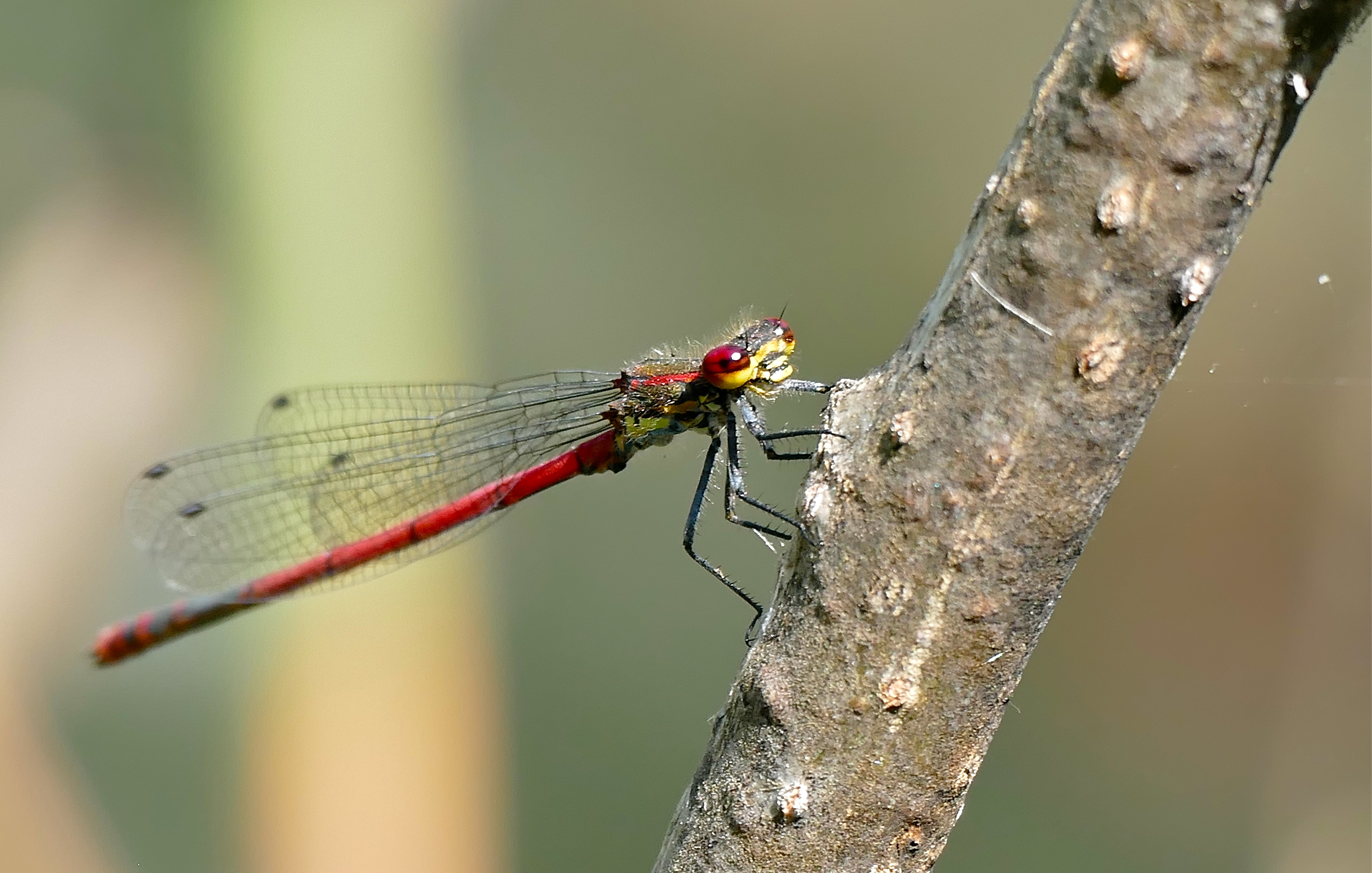 Large Red Damsel (Pyrhosoma nymphula) male (35276541590)