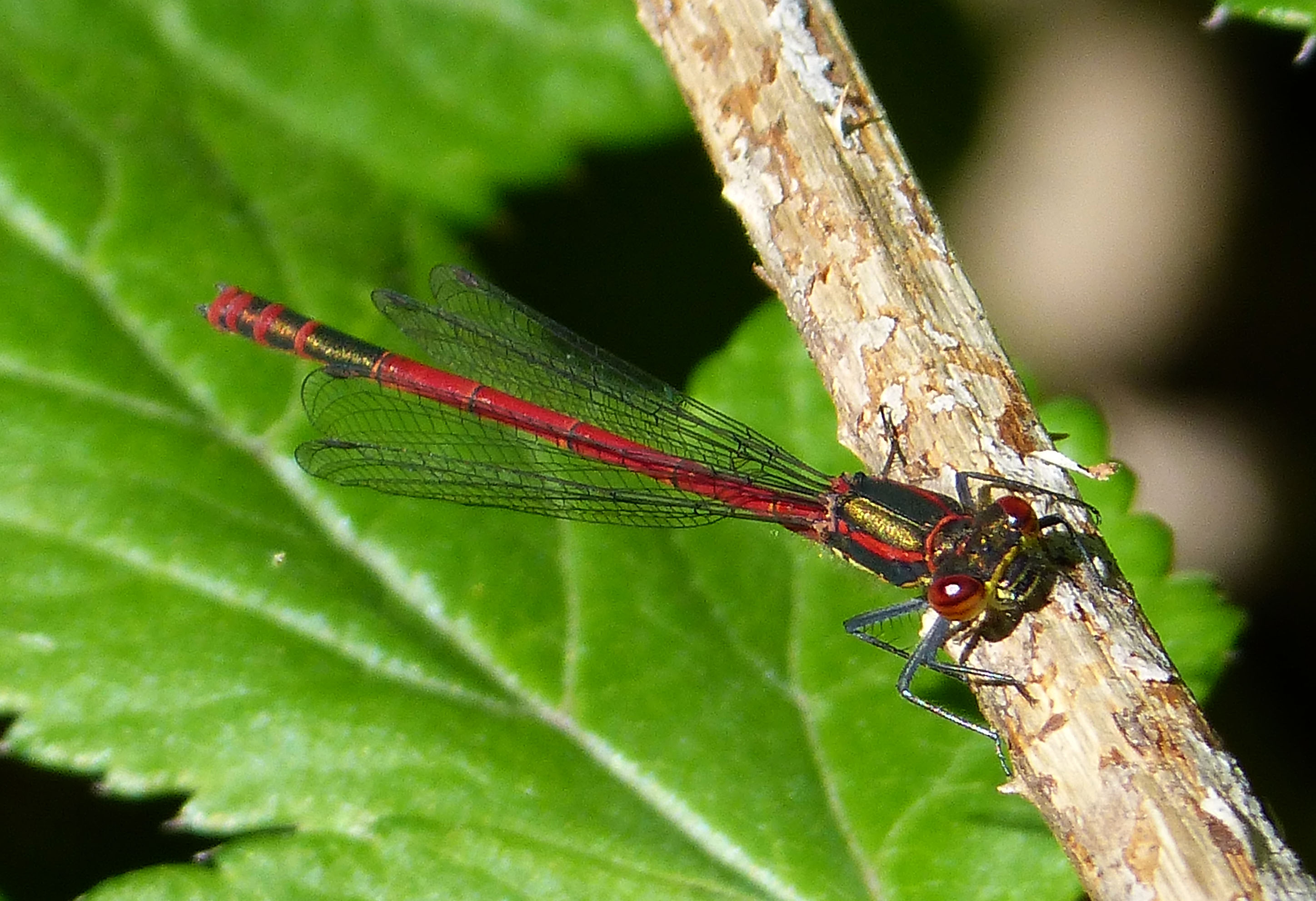 Large Red Damselfly. Male. Pyrrhosoma nymphula (34293802670)