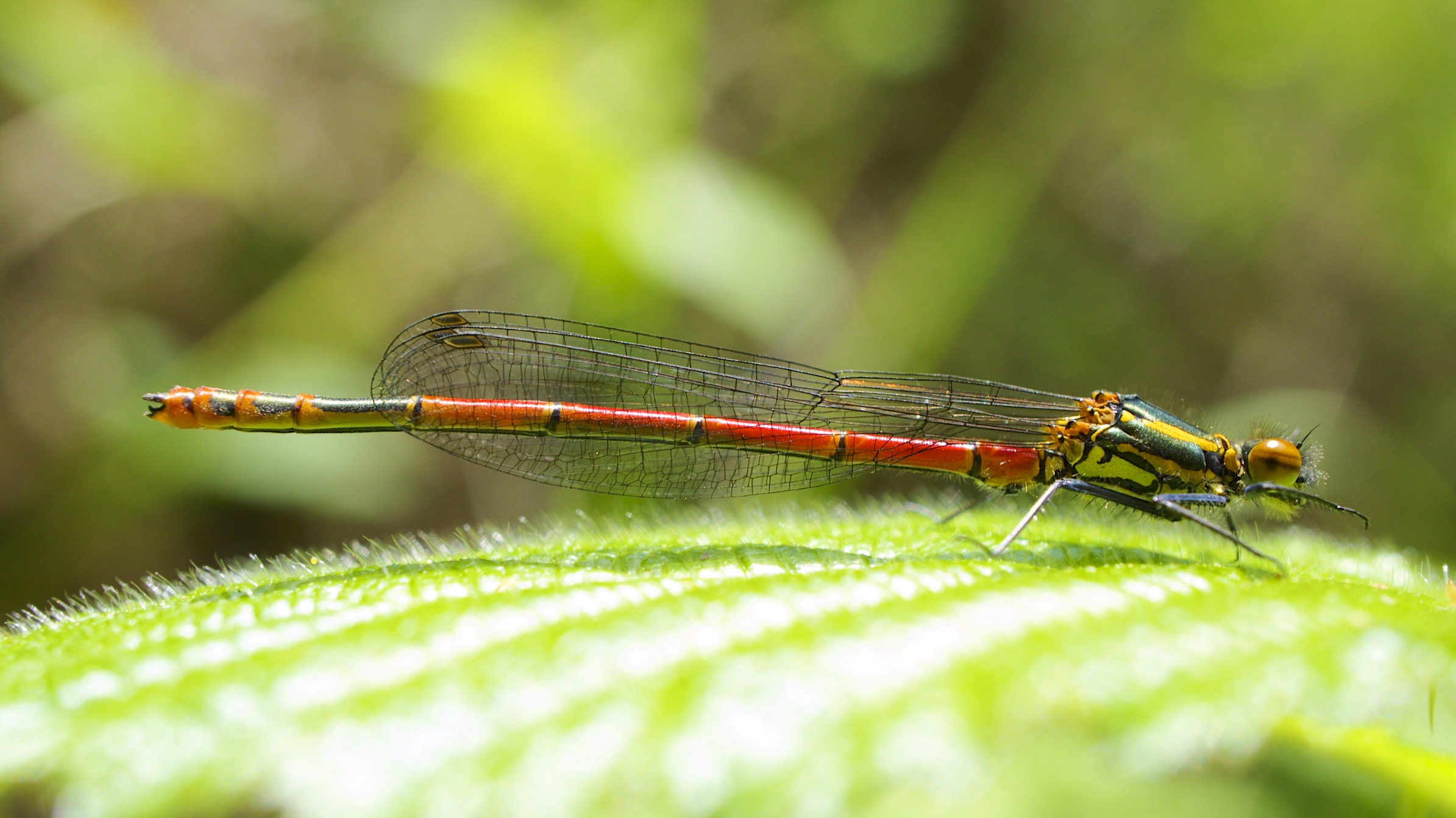 Large Red Damselfly (8815098625)