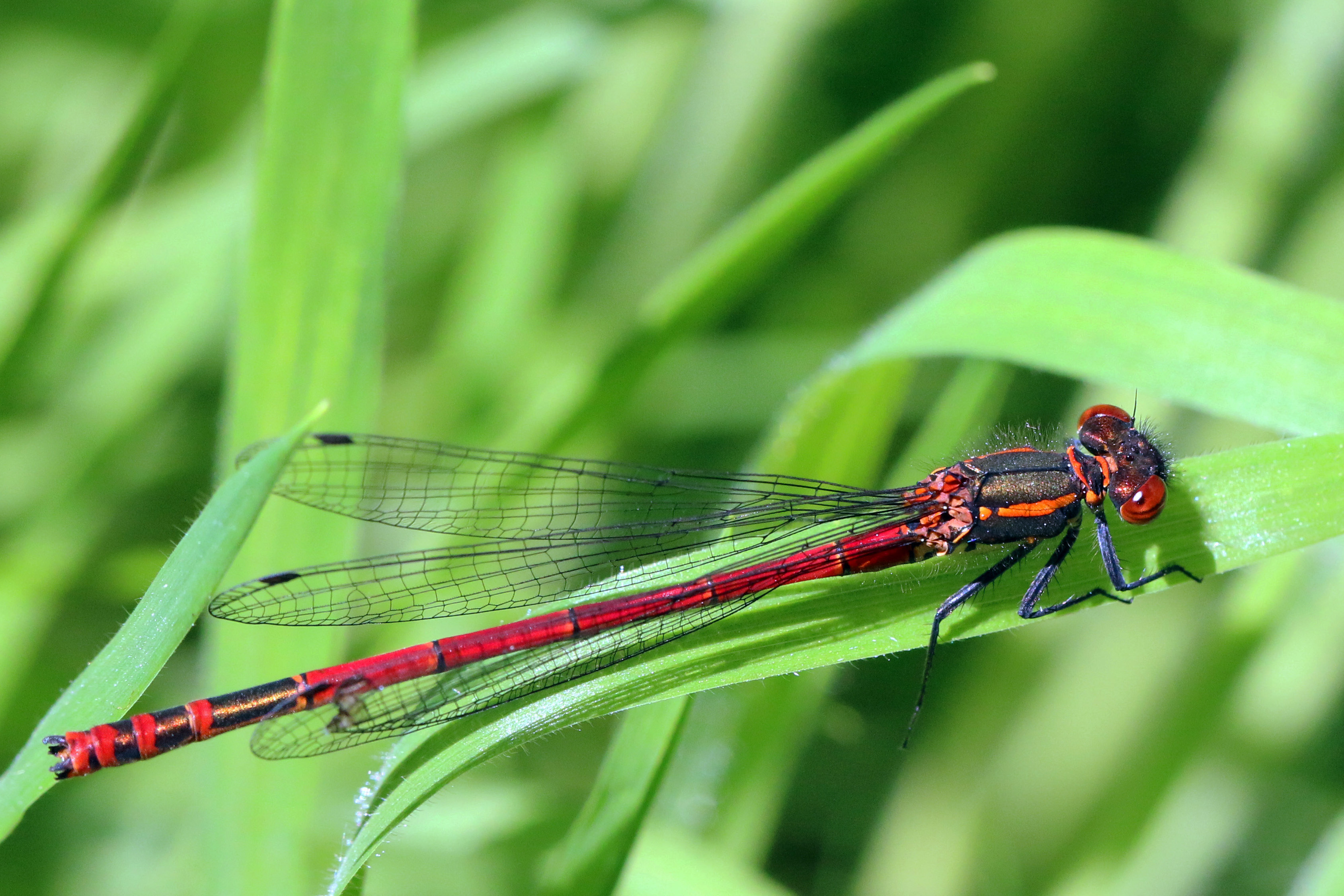 Large Red damselfly (Pyrrhosoma nymphula) male