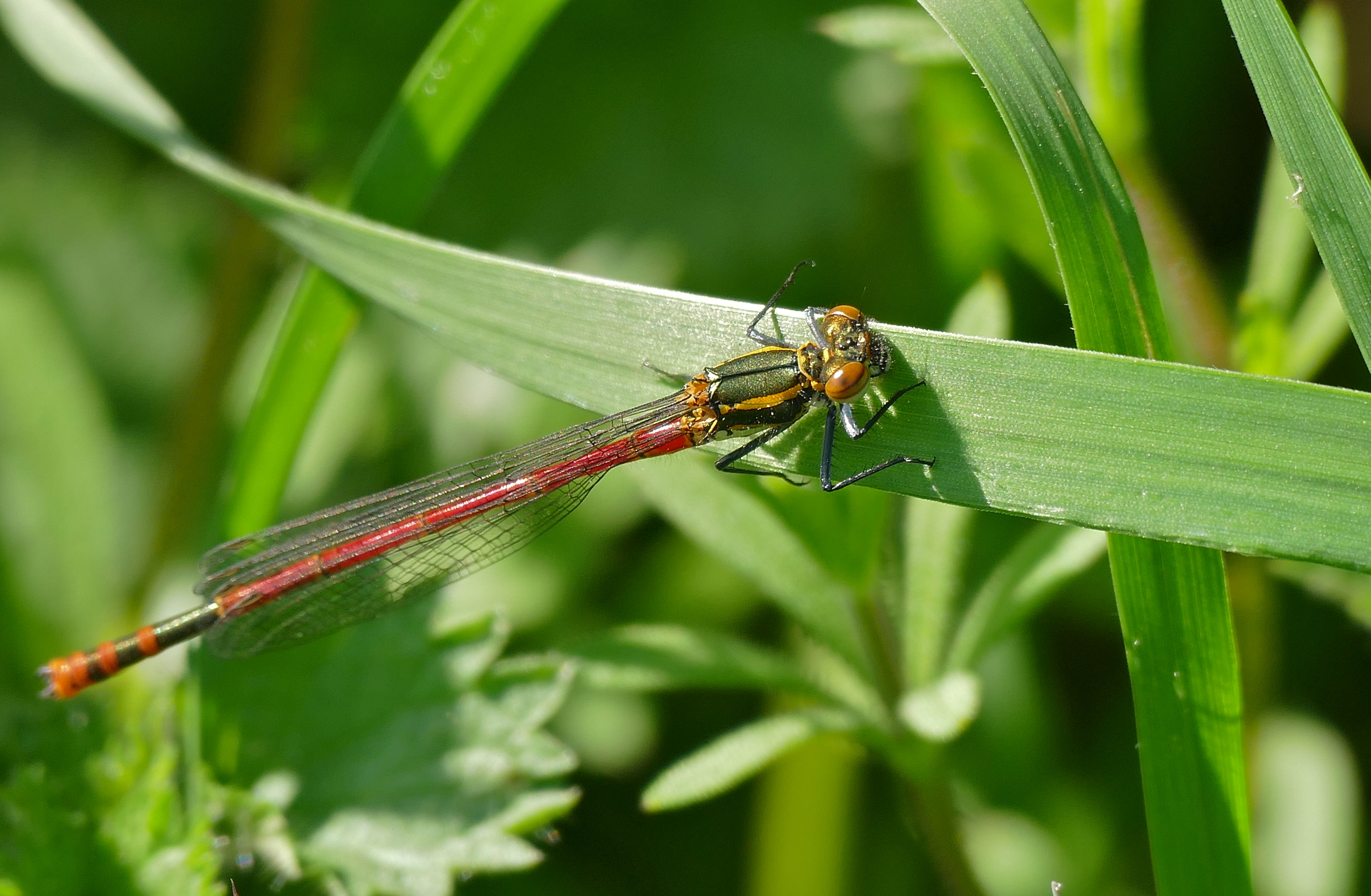 Large Red Damselfly (Pyrrhosoma nymphula) young male (17223500012)
