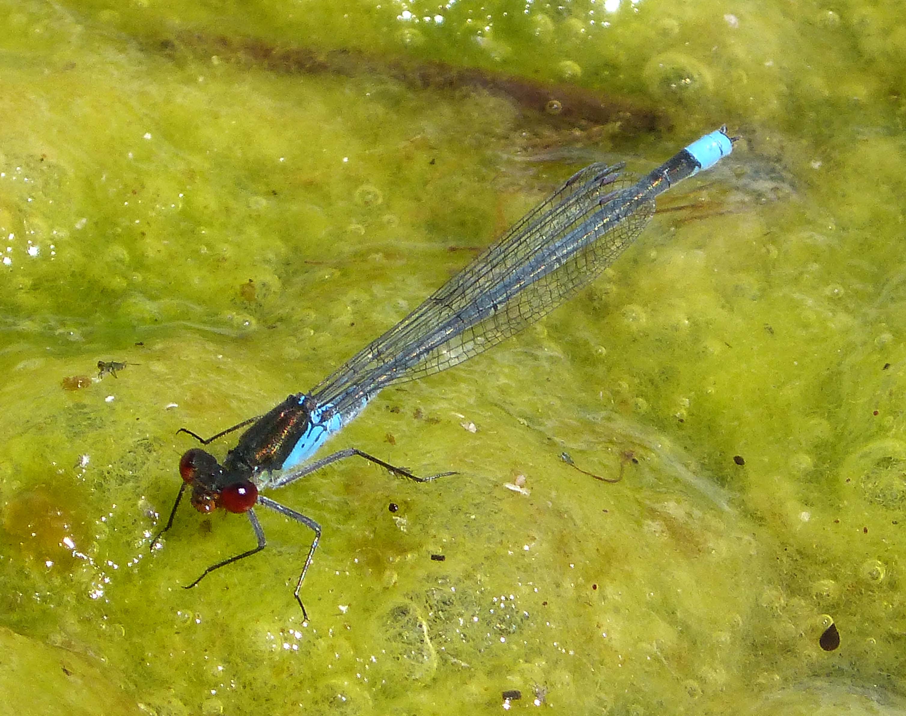 Large Red-eye. Erythromma najas - Flickr - gailhampshire