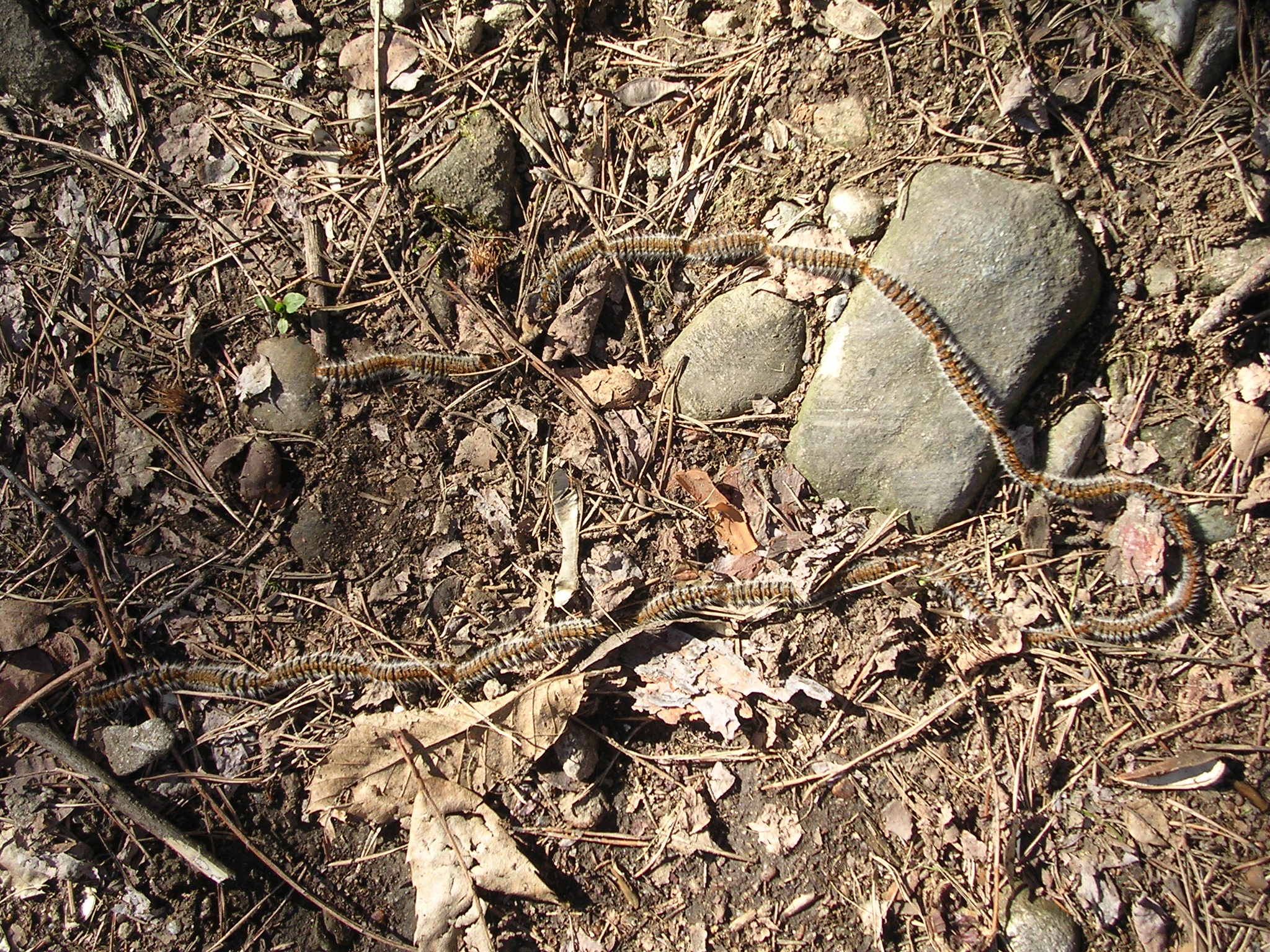 Lasiocampa quercus 2