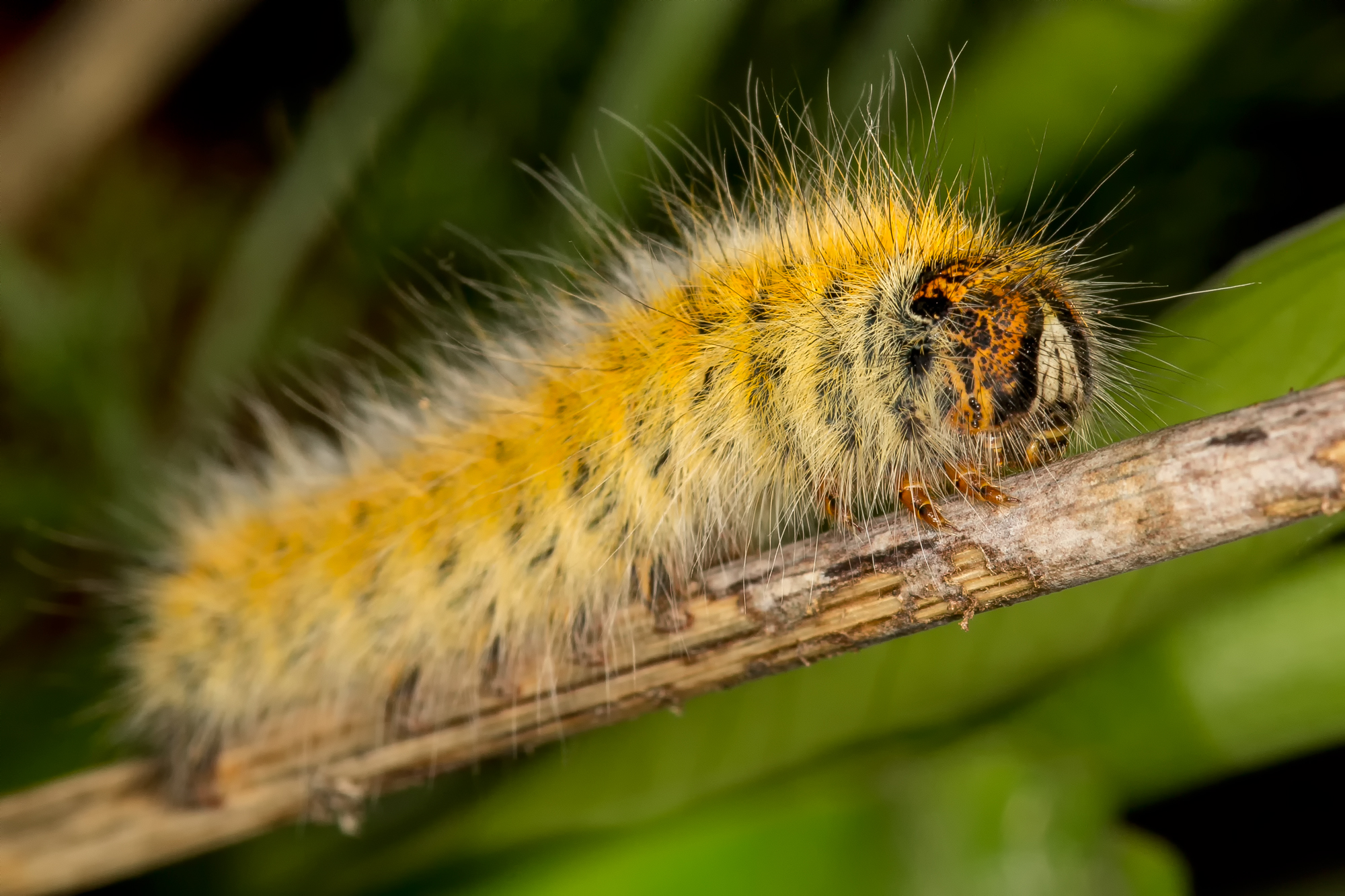 Lasiocampa trifolii (IMG 8930)