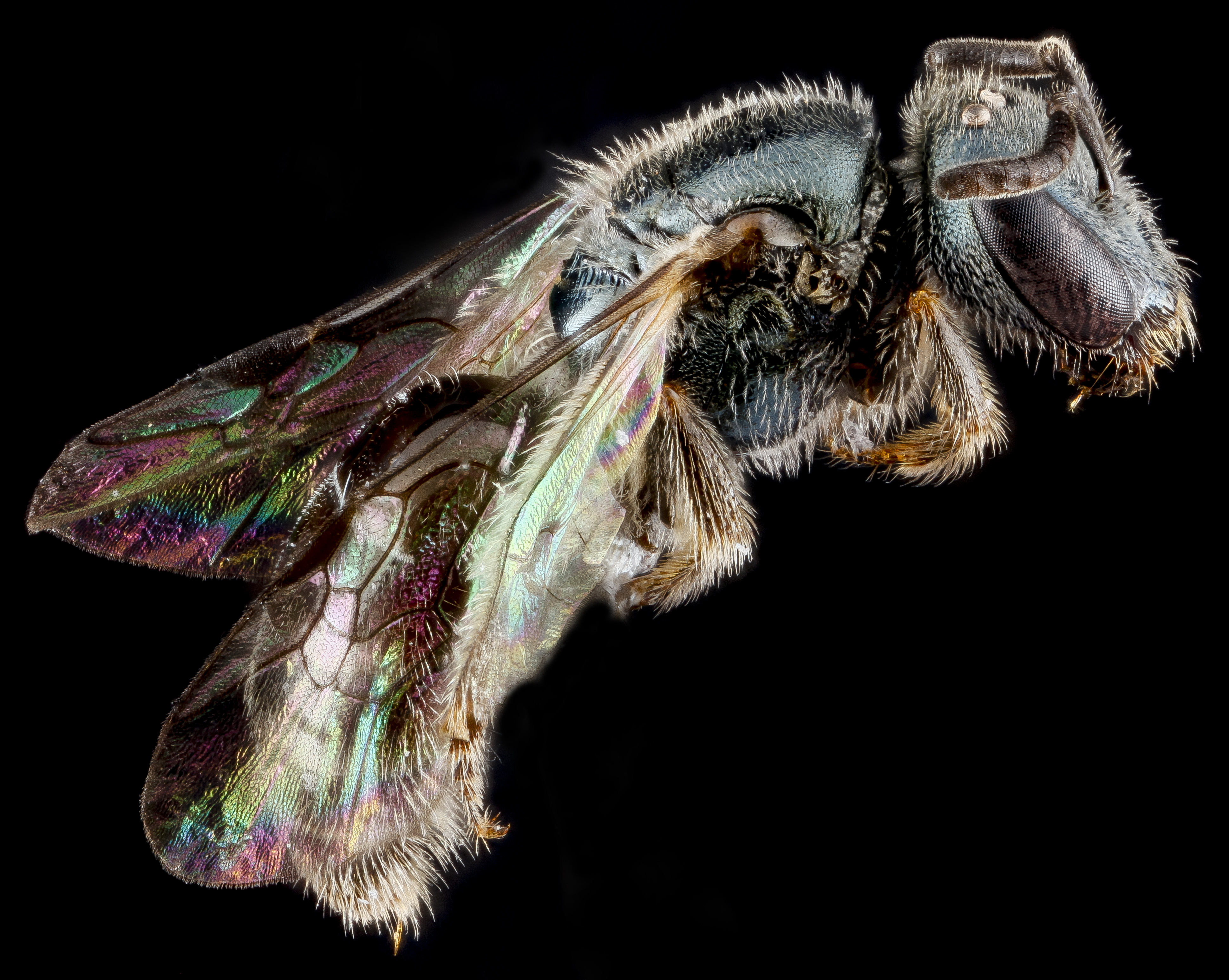 Lasioglossum mestrei, female, side 2012-06-27-17.46.24 ZS PMax