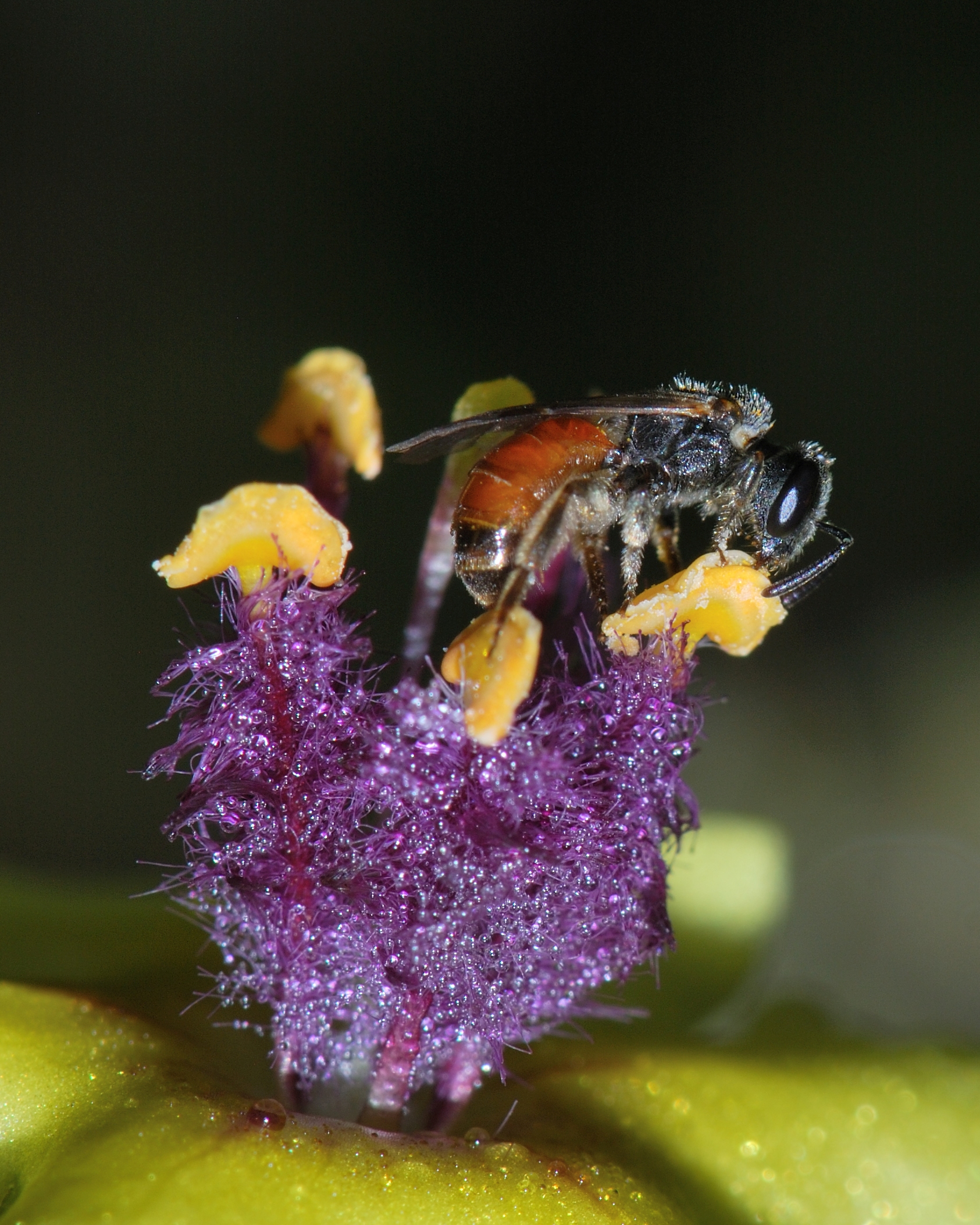 Lasioglossum on Verbascum 1