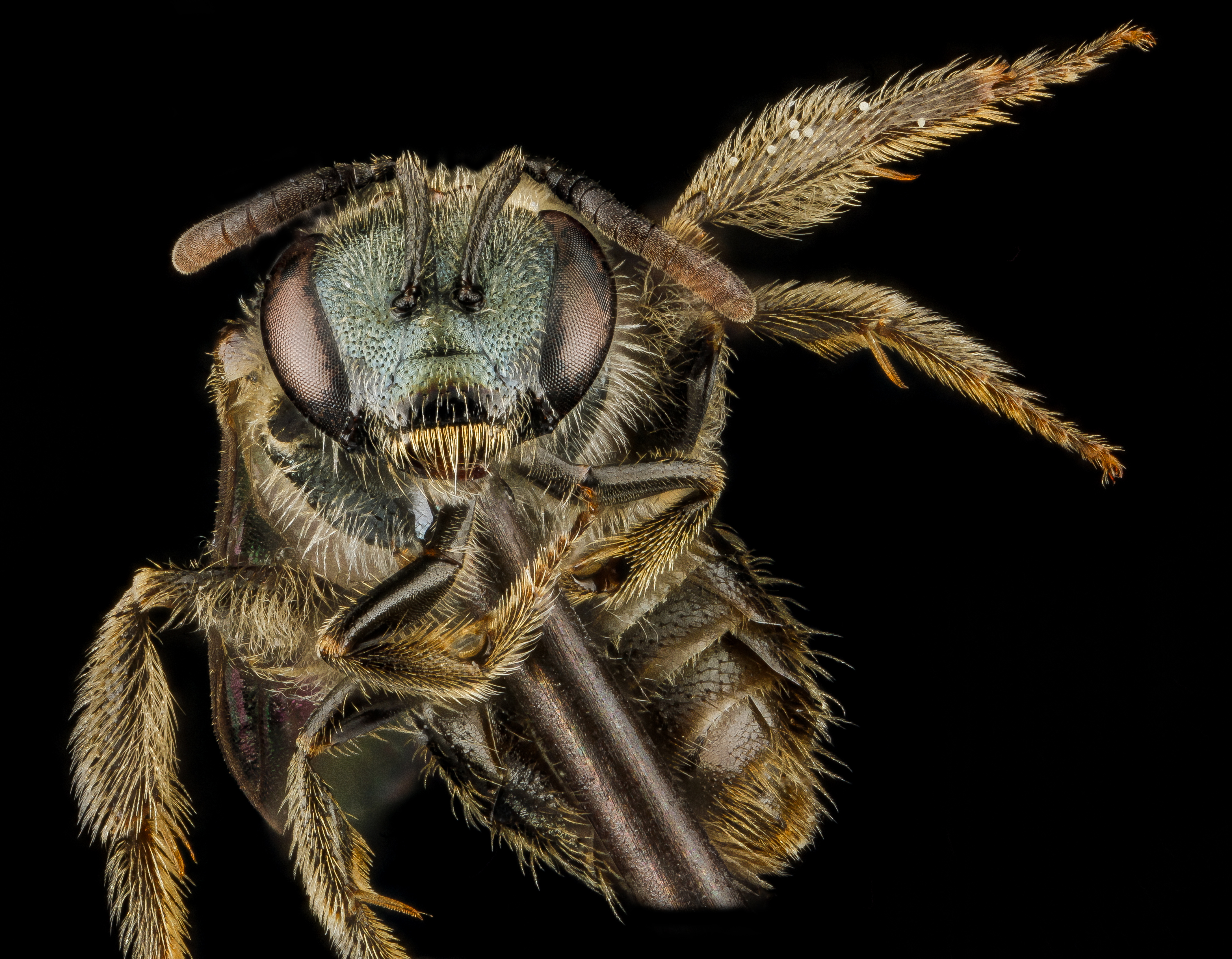 Lasioglossum taylorae, F, face 2013-01-04-15.22.40 ZS PMax (8355110330)