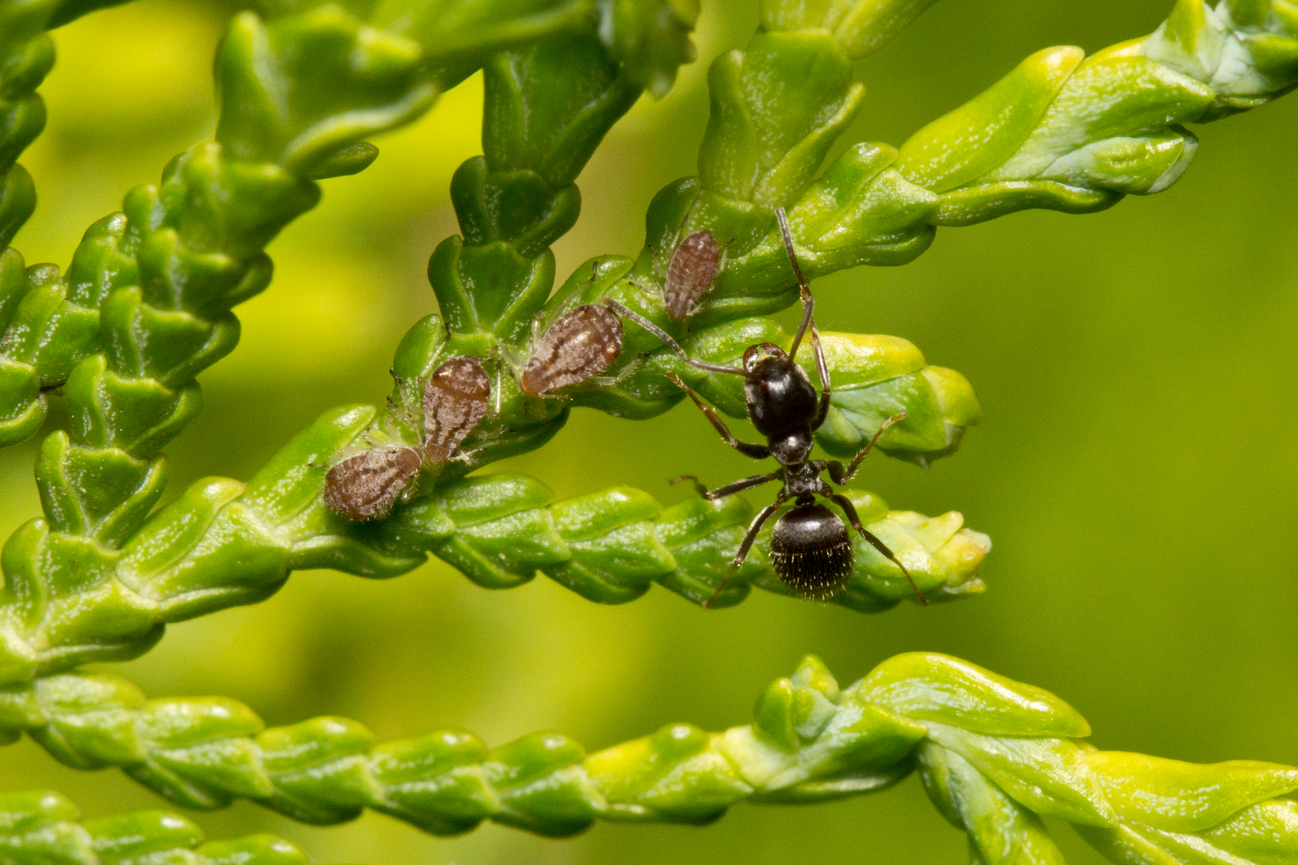 Lasius niger y Cinara tujafilina en Thuja orientalis