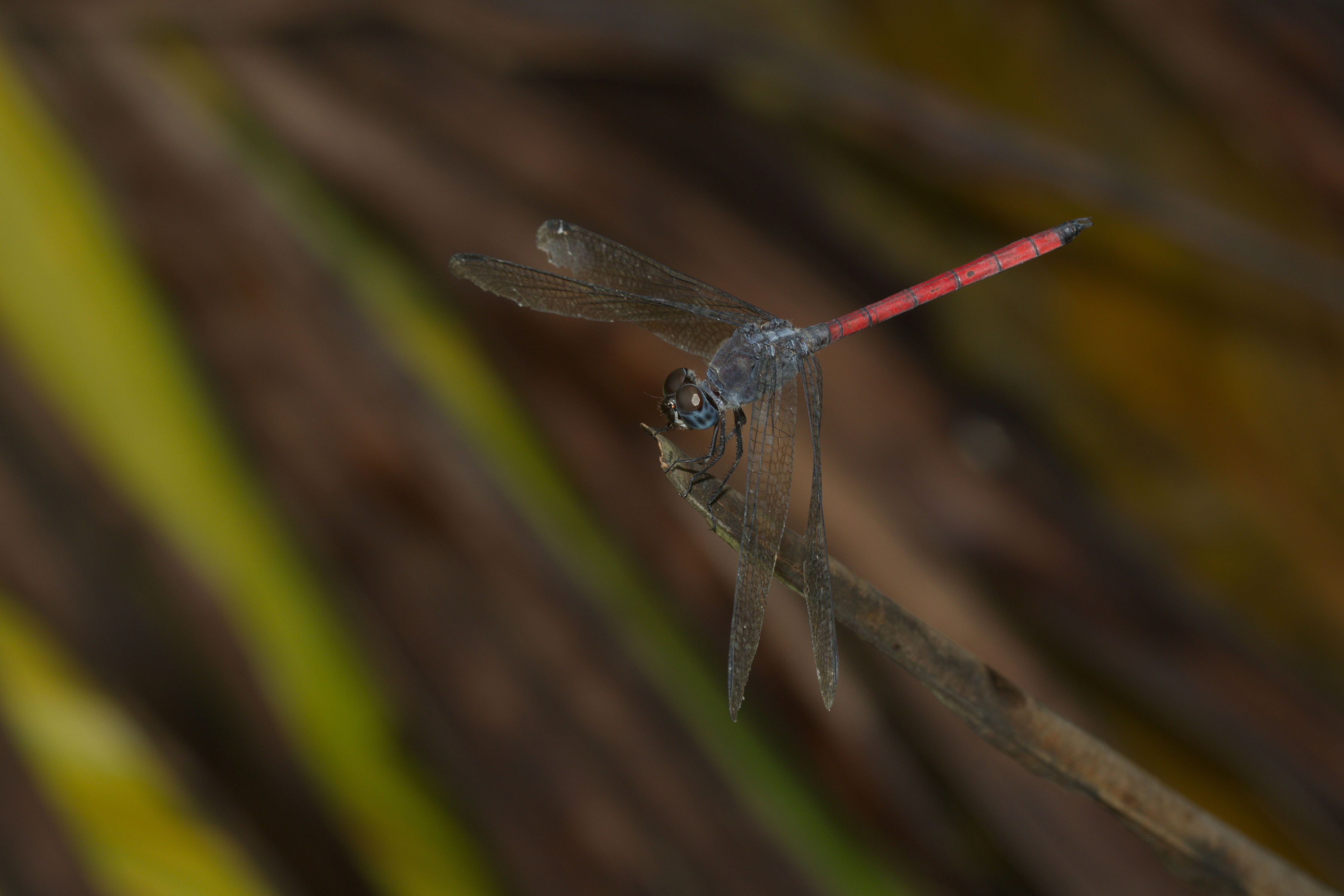 Lathrecista asiatica-Kadavoor-2016-07-05-001