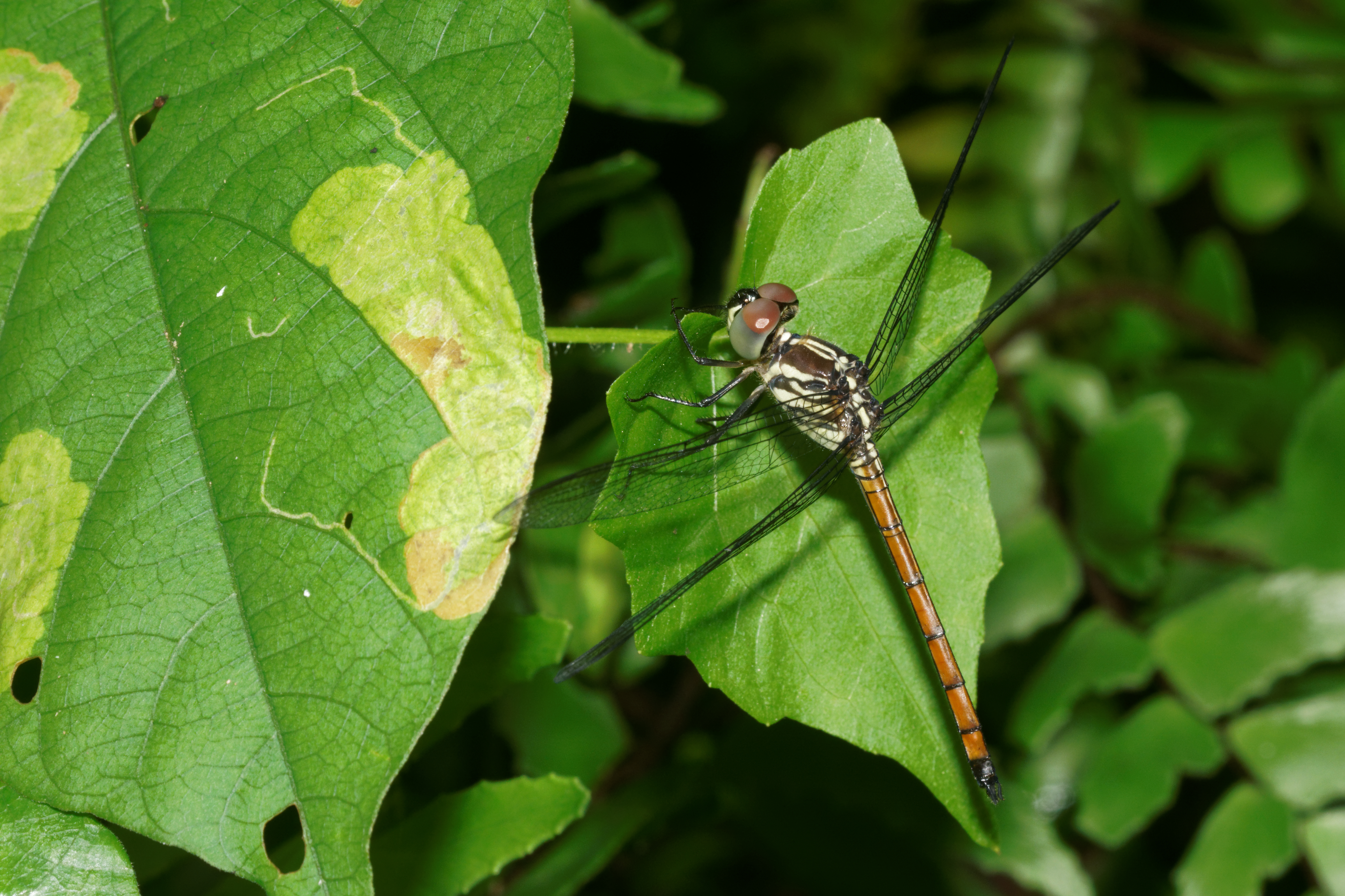 Lathrecista asiatica-Kadavoor-2016-07-05-002