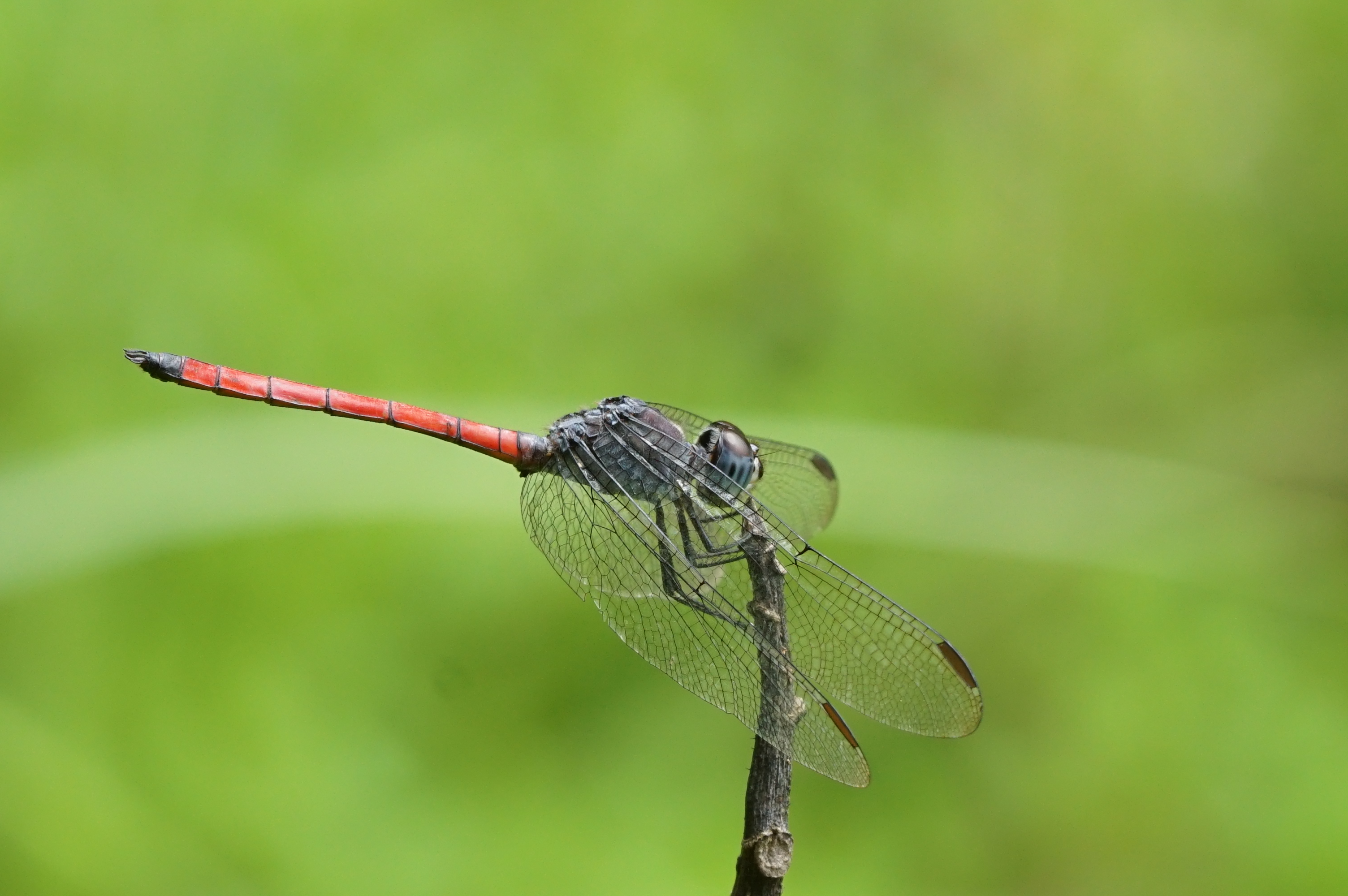 Lathrecista asiatica 07056