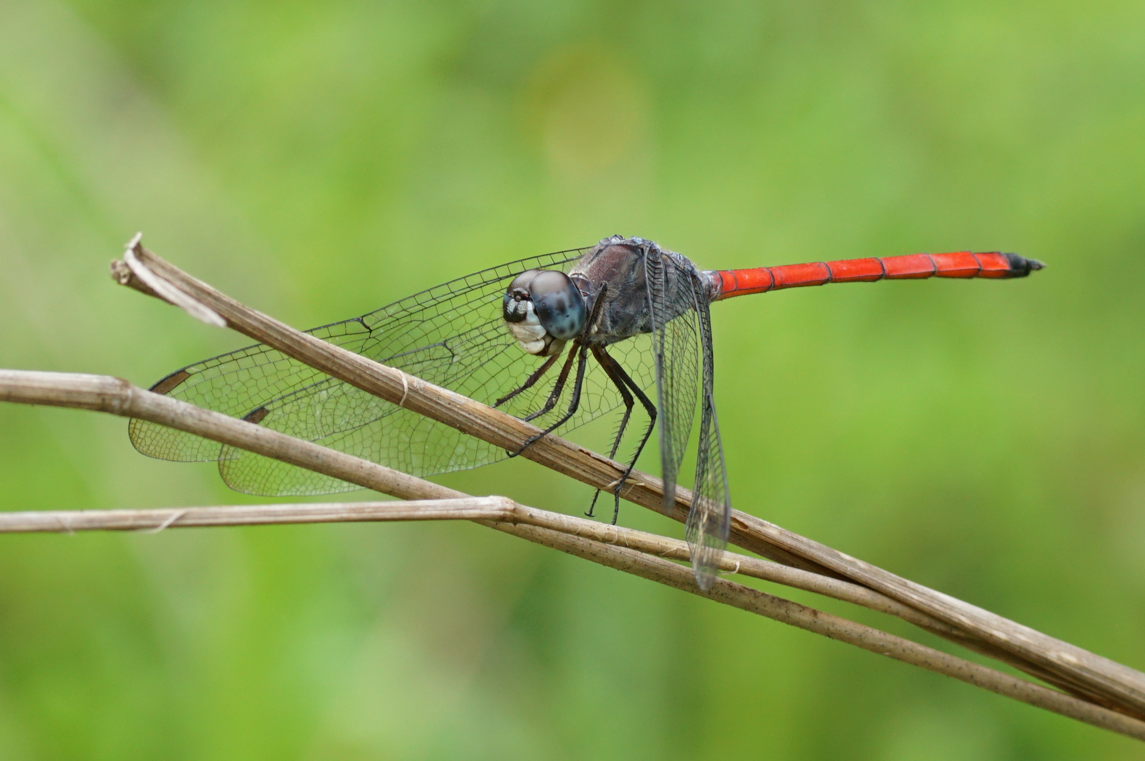 Lathrecista asiatica 09214