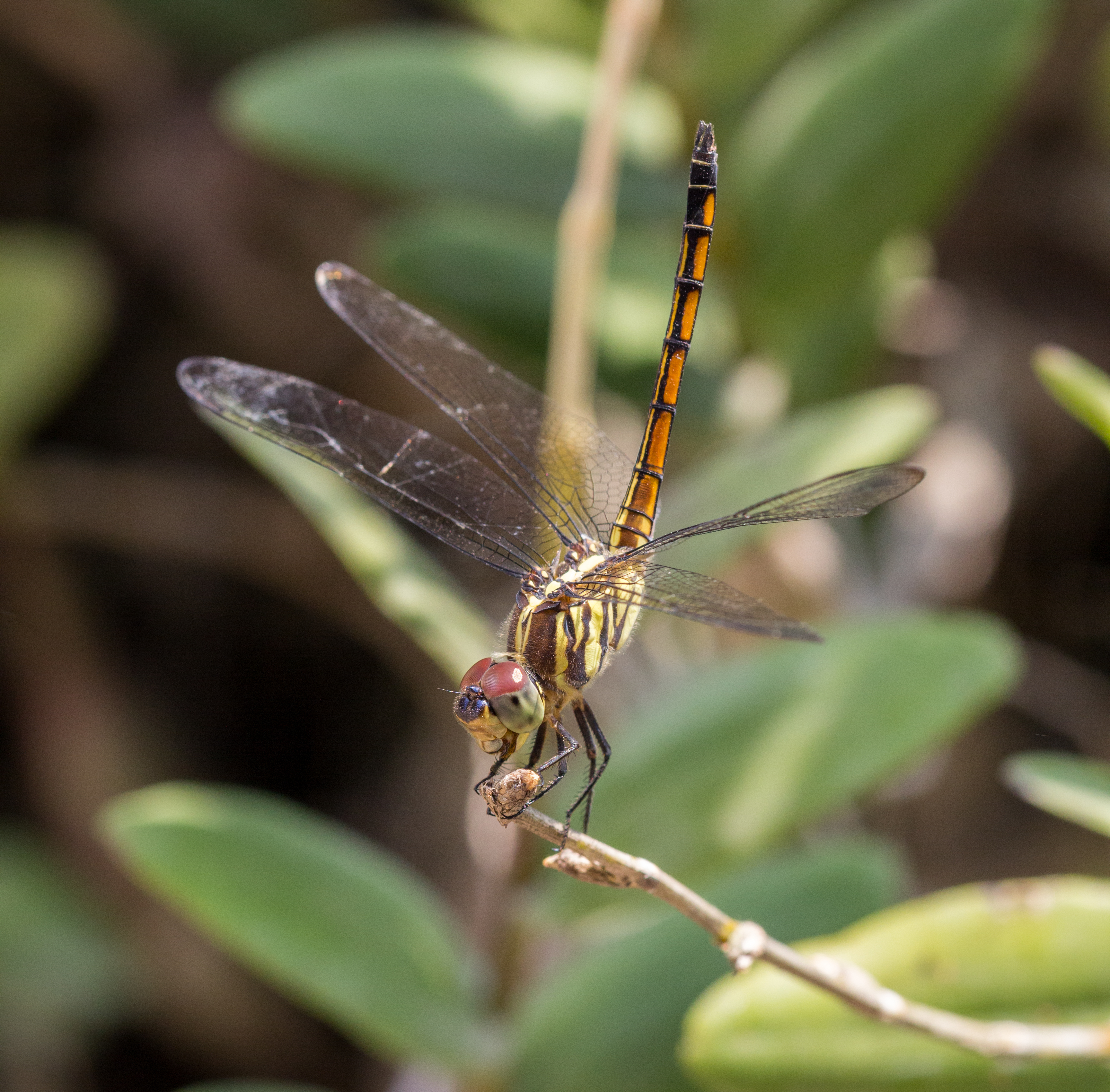 Lathrecista asiatica, Taman Sari, Yogyakarta, 2014-05-07 01