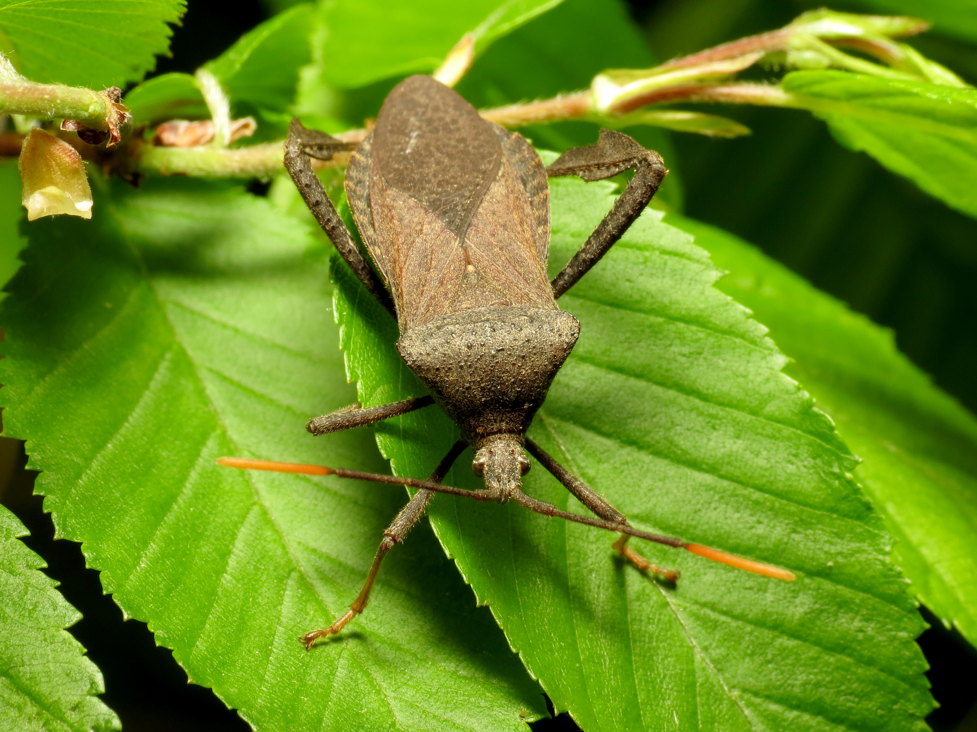 Leaf-footed Bug - Flickr - treegrow (1)