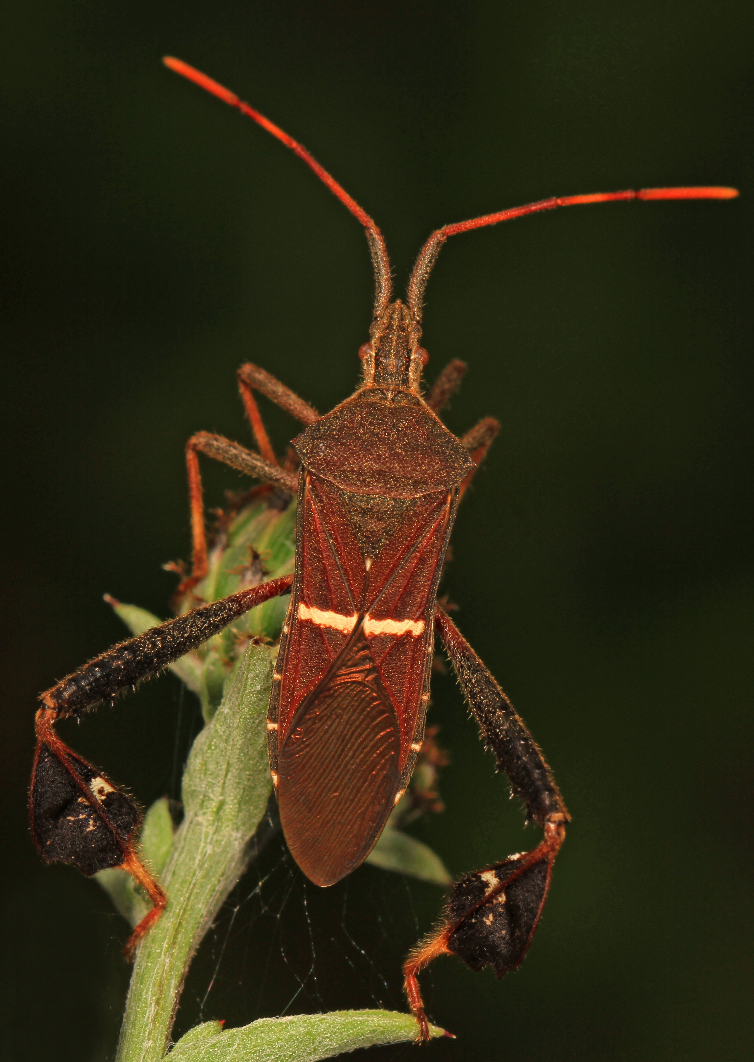 Leaf-footed Bug - Leptoglossus phyllopus, Julie Metz Wetlands, Woodbridge, Virginia