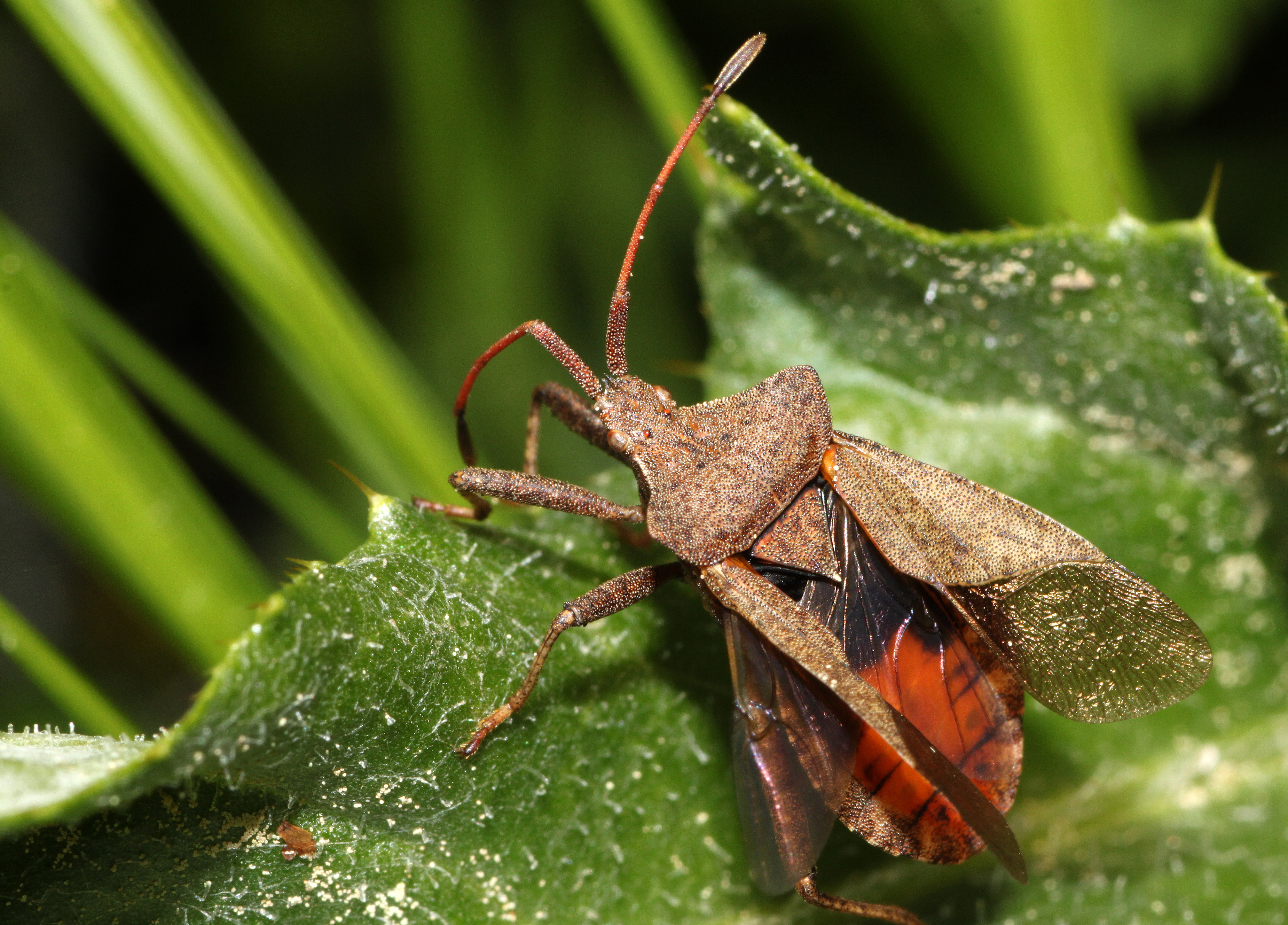 Lederwanze-coreus-marginatus