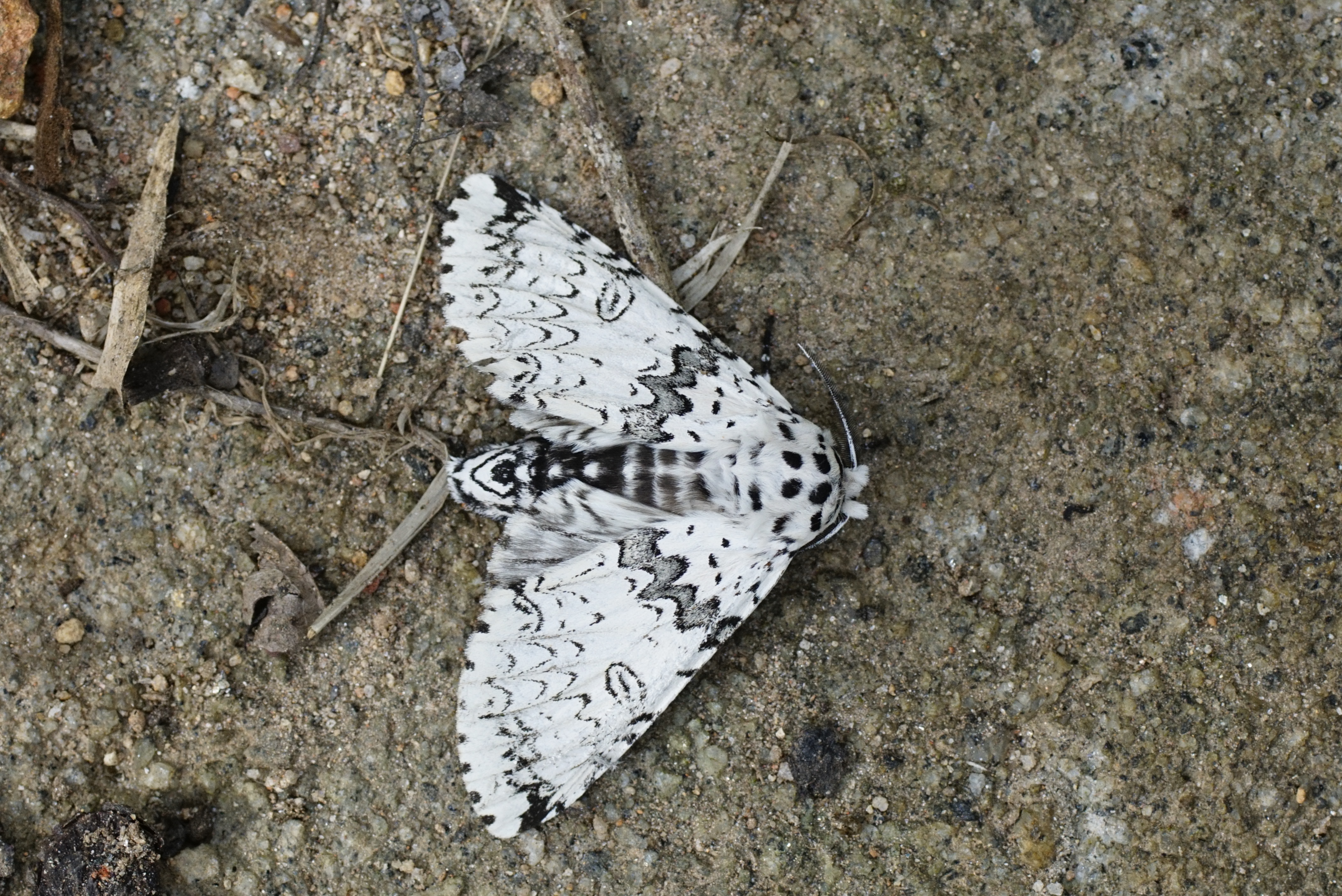 Lepidoptera7733