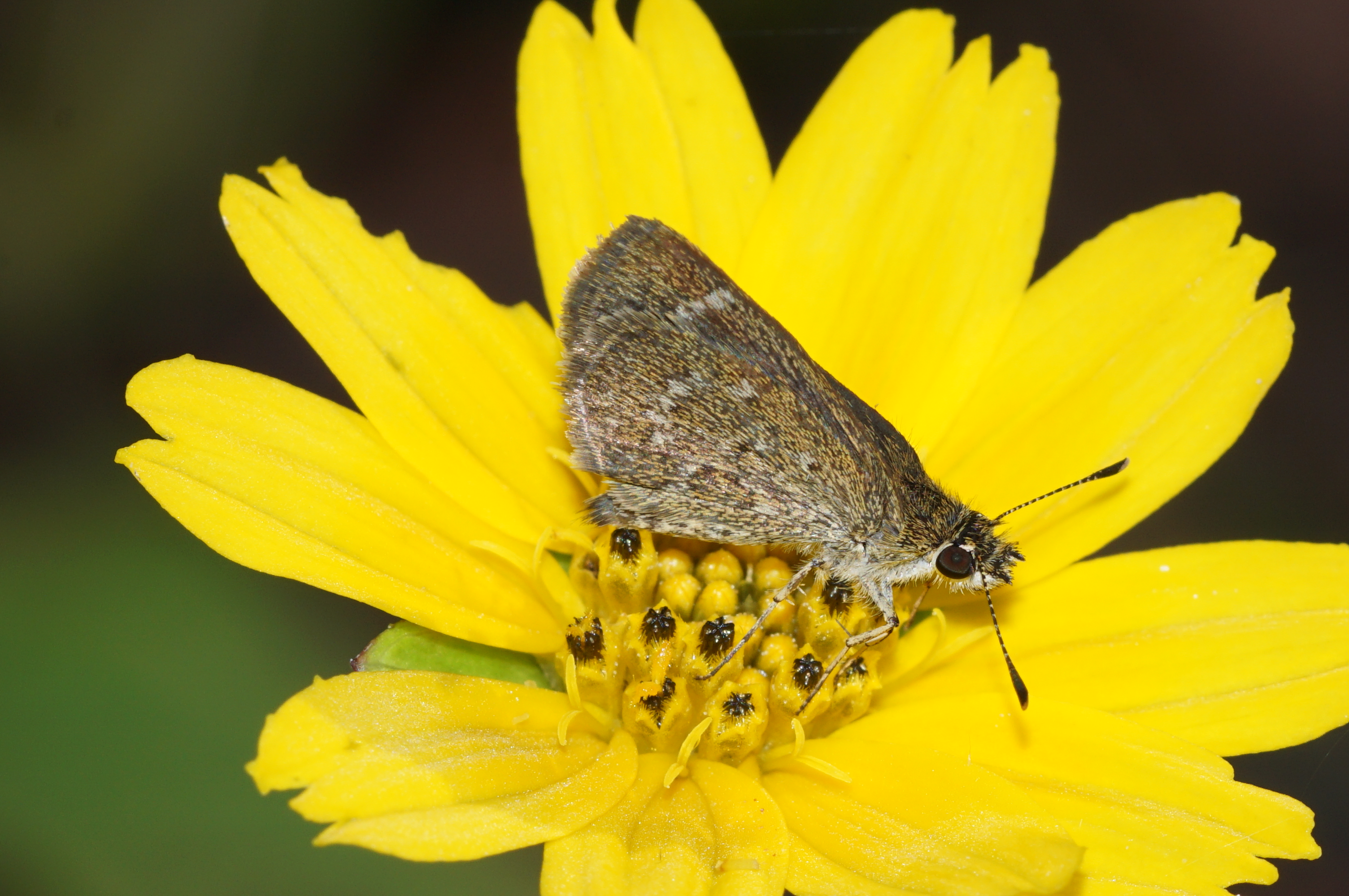 Lepidoptera 04449