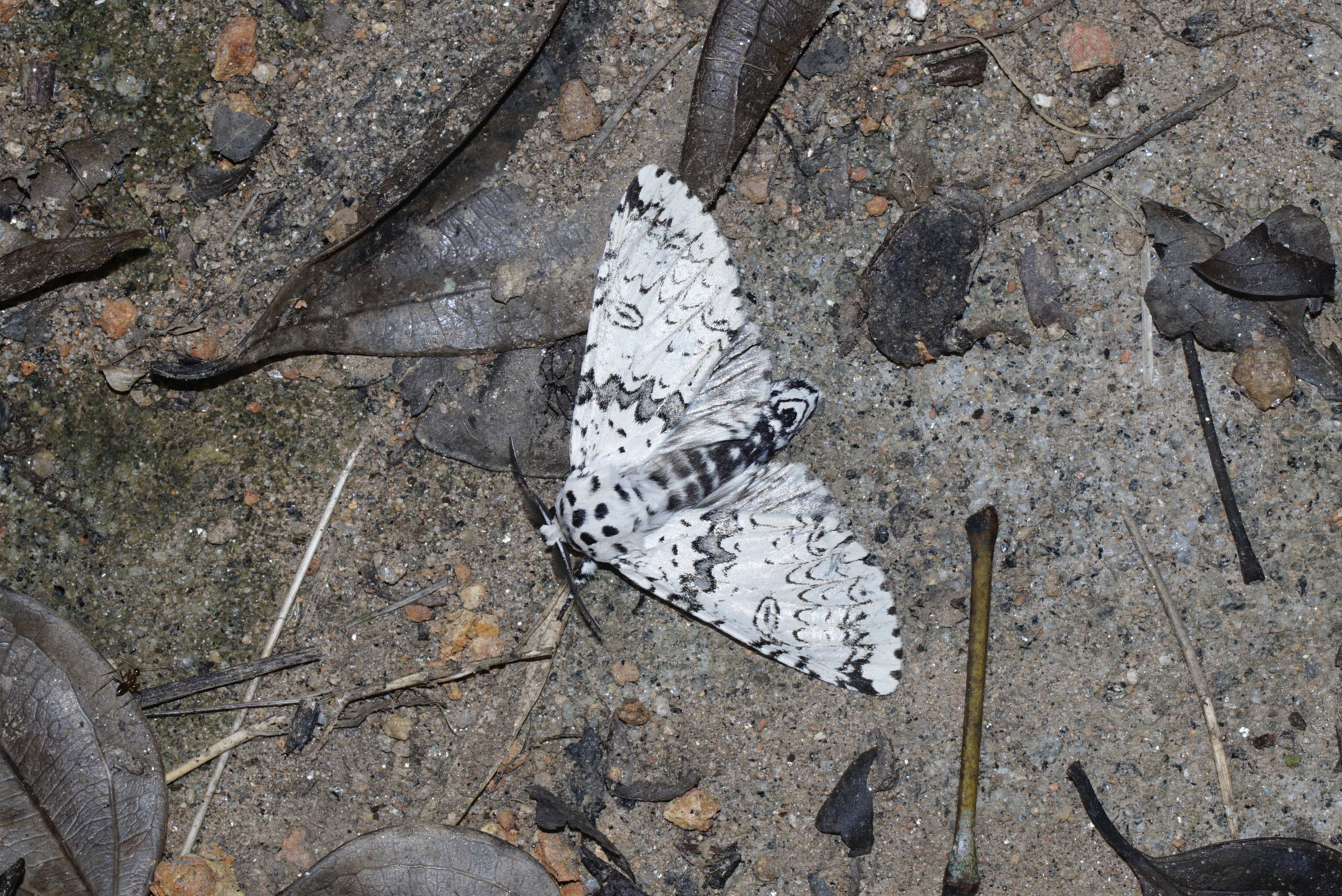 Lepidoptera 7755