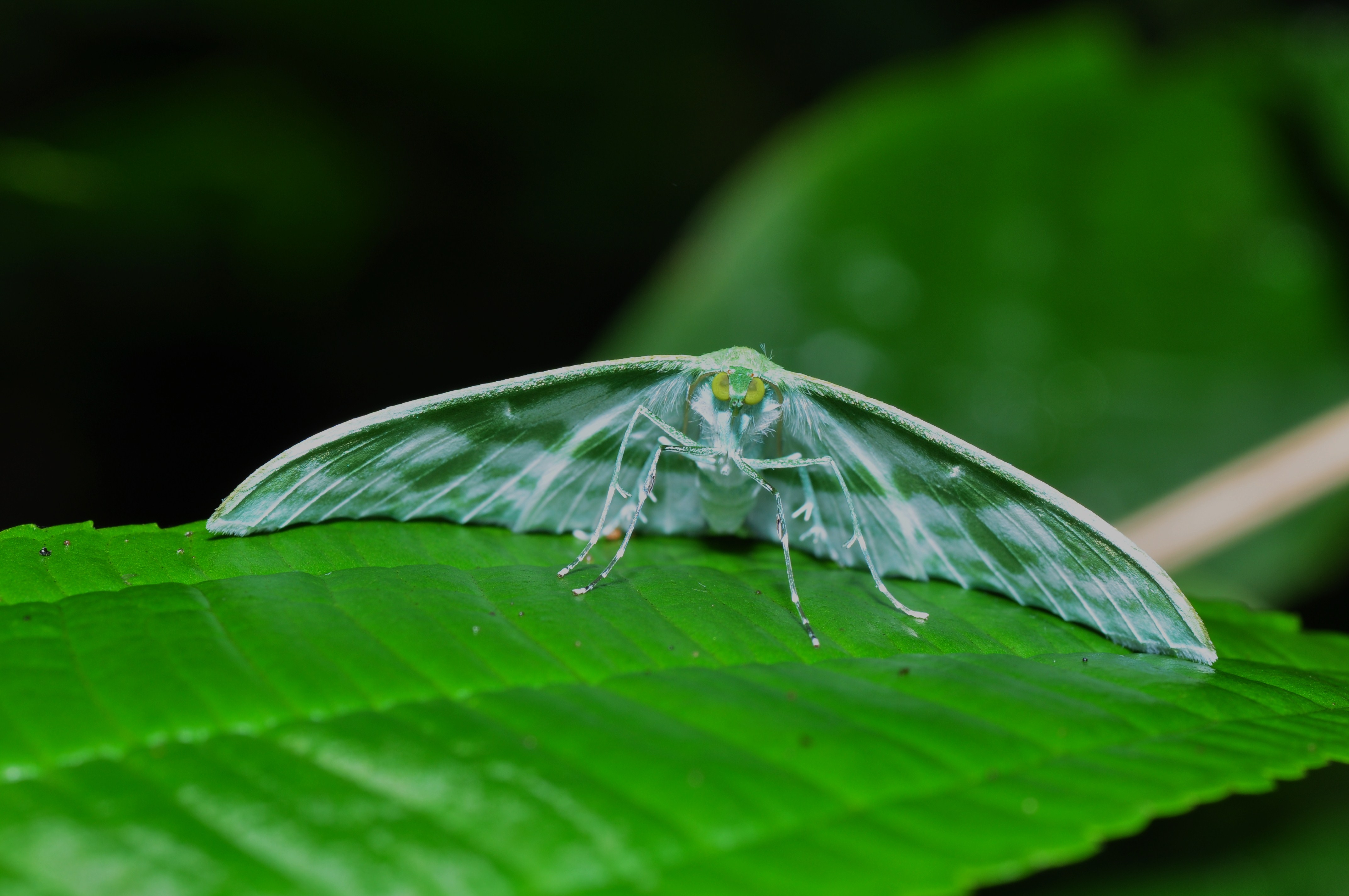 Lepidoptera (9492678708)