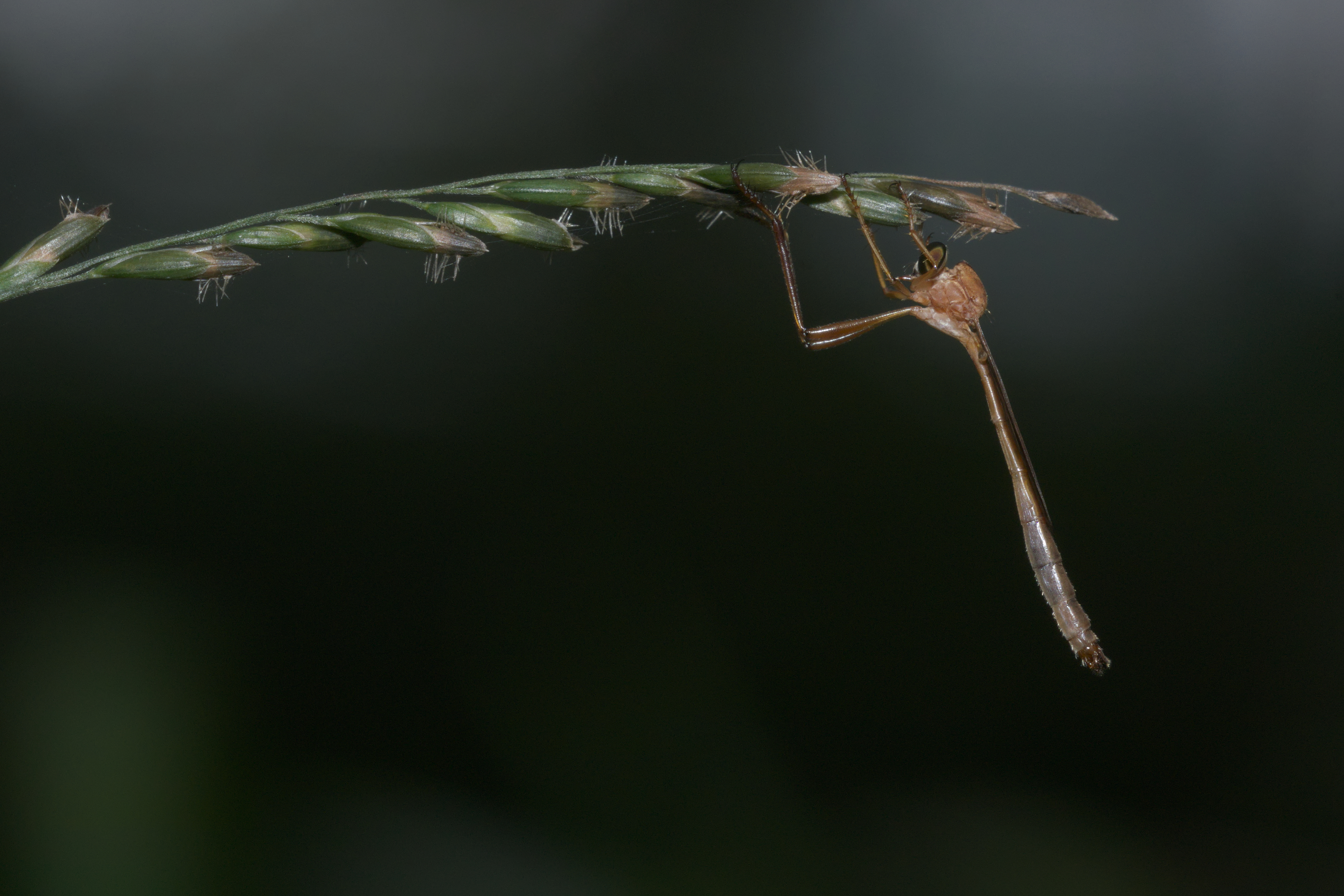 Leptogastrinae-Kadavoor-2016-04-09-001