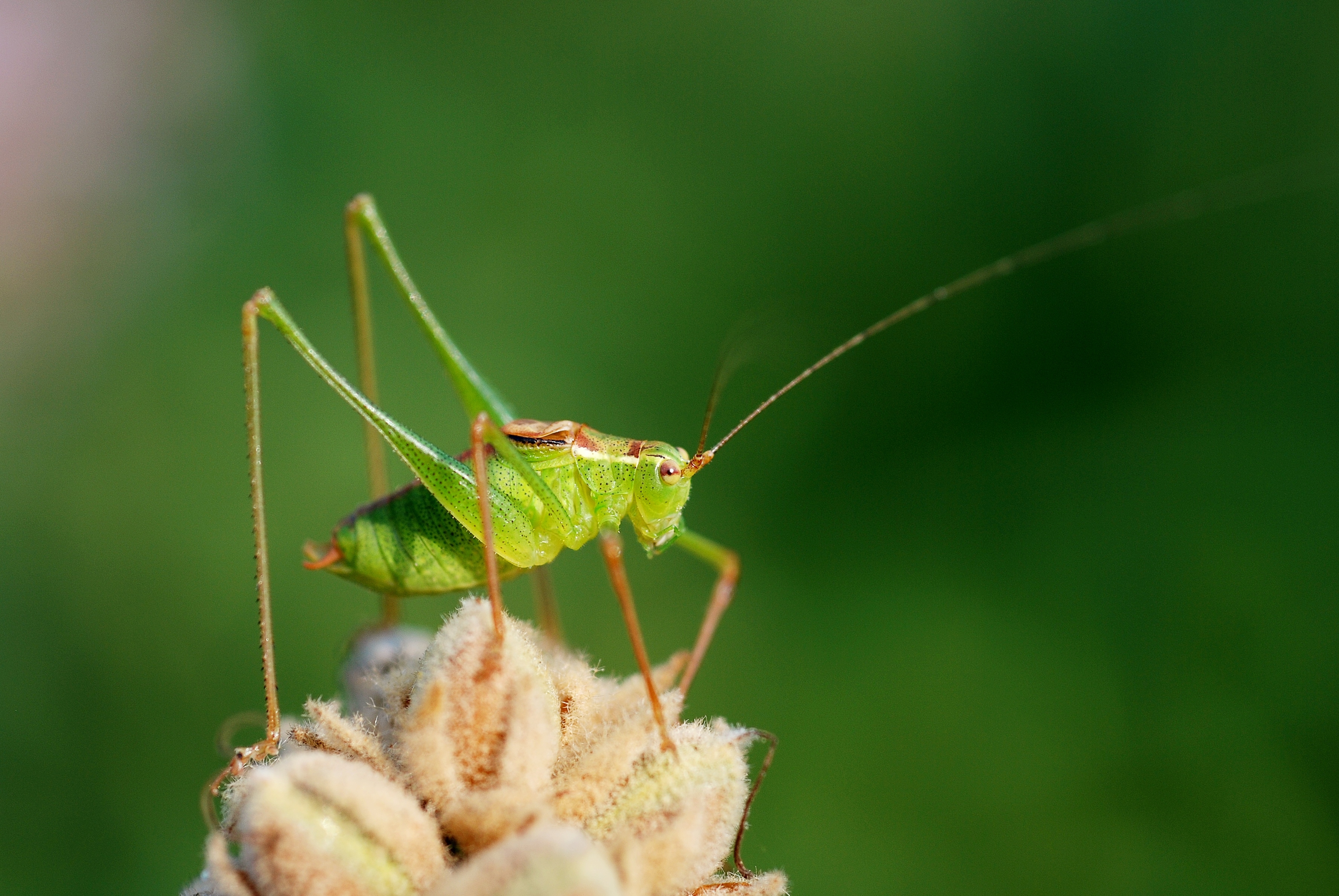 Leptophyes punctatissima (3809033017)