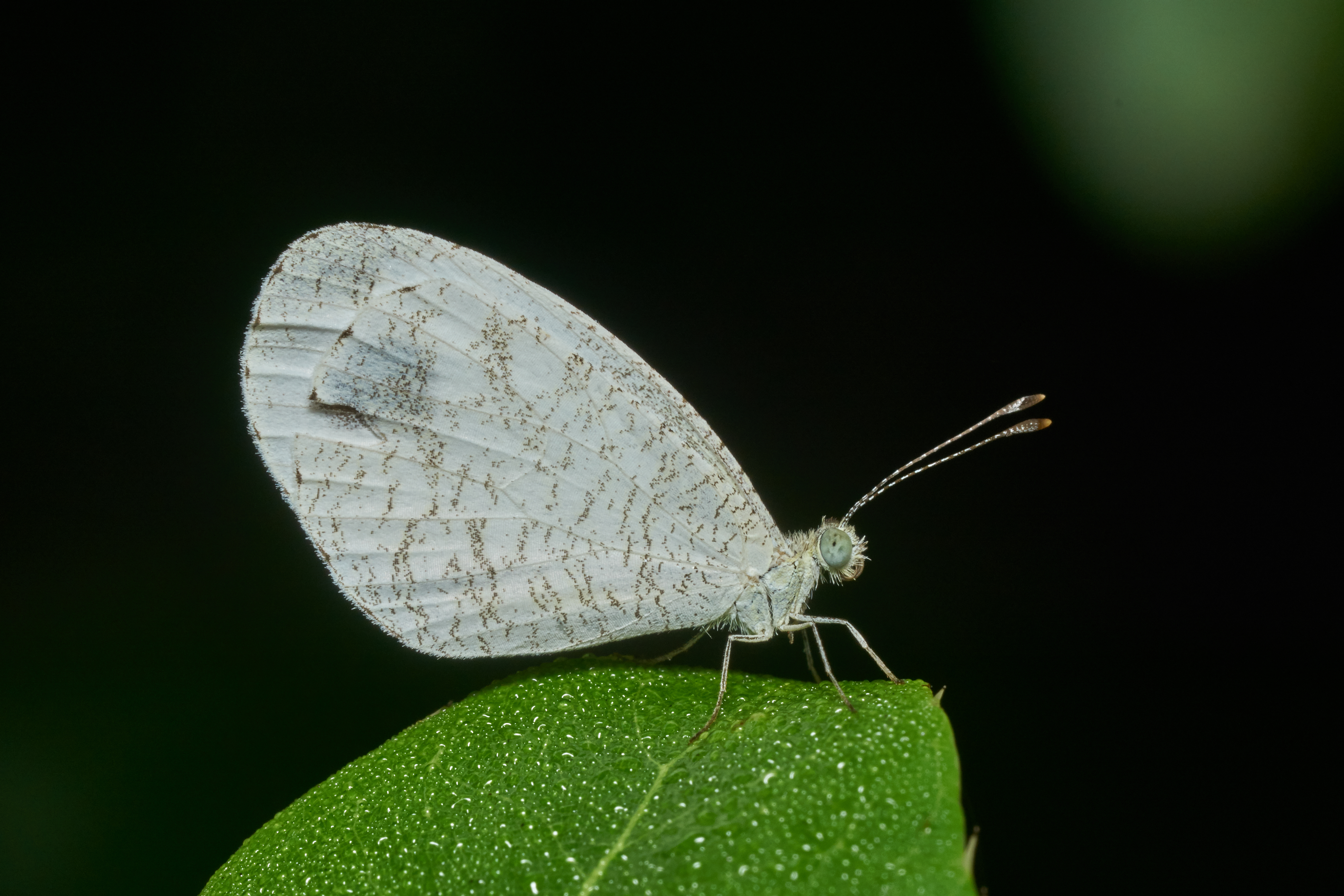 Leptosia nina-Kadavoor-2017-05-02-001