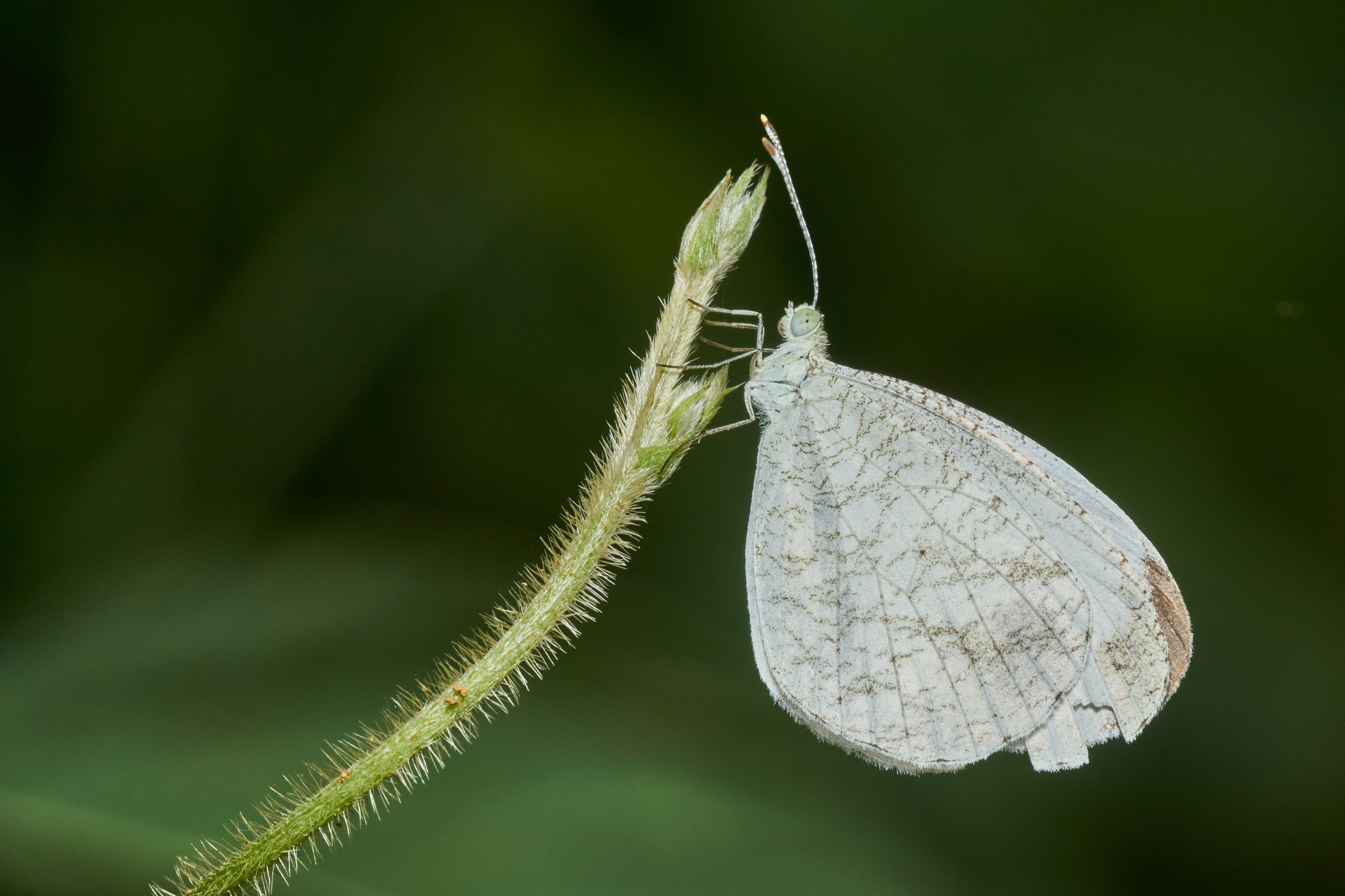 Leptosia nina-Kadavoor-2017-05-04-001