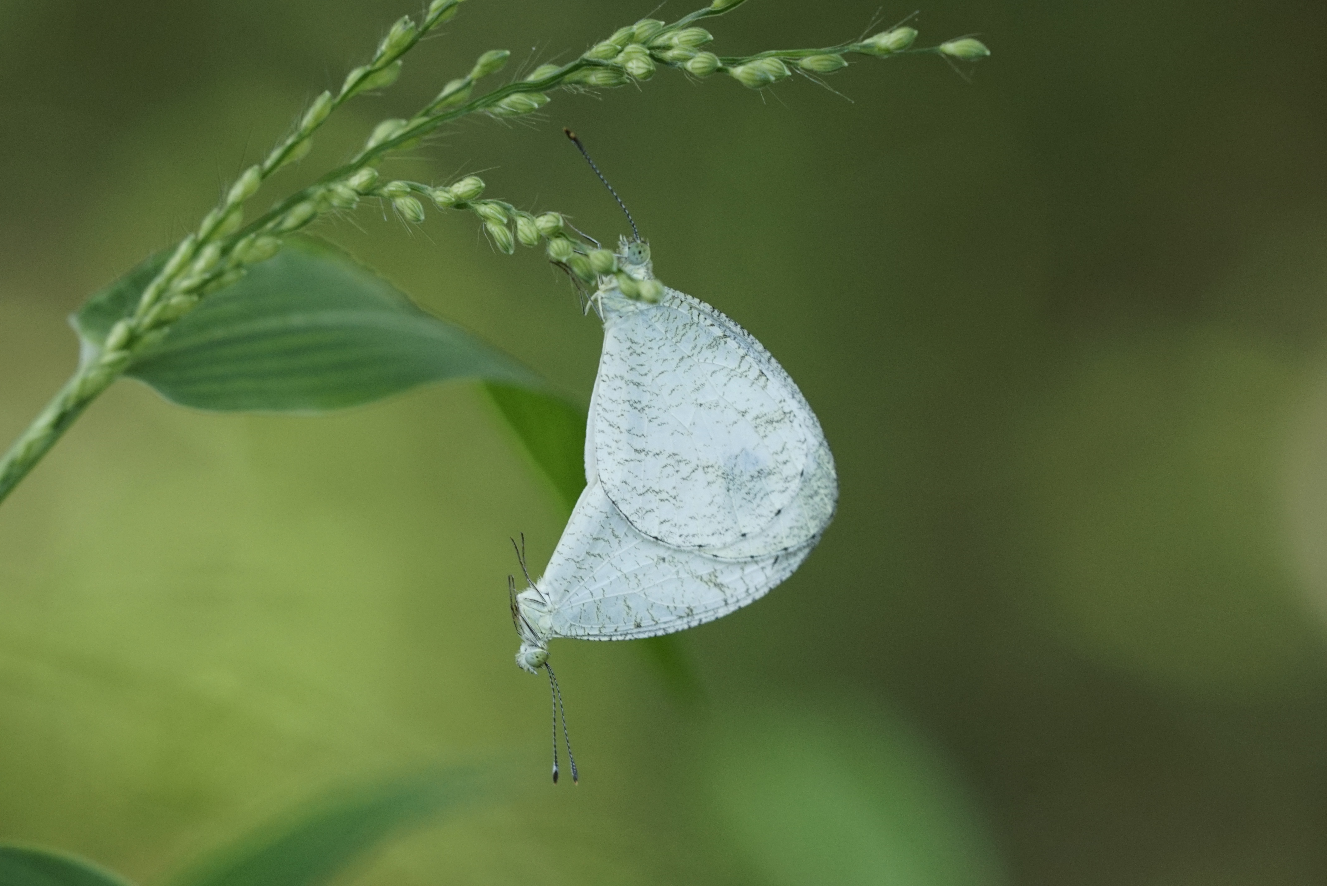 Leptosia nina 9255