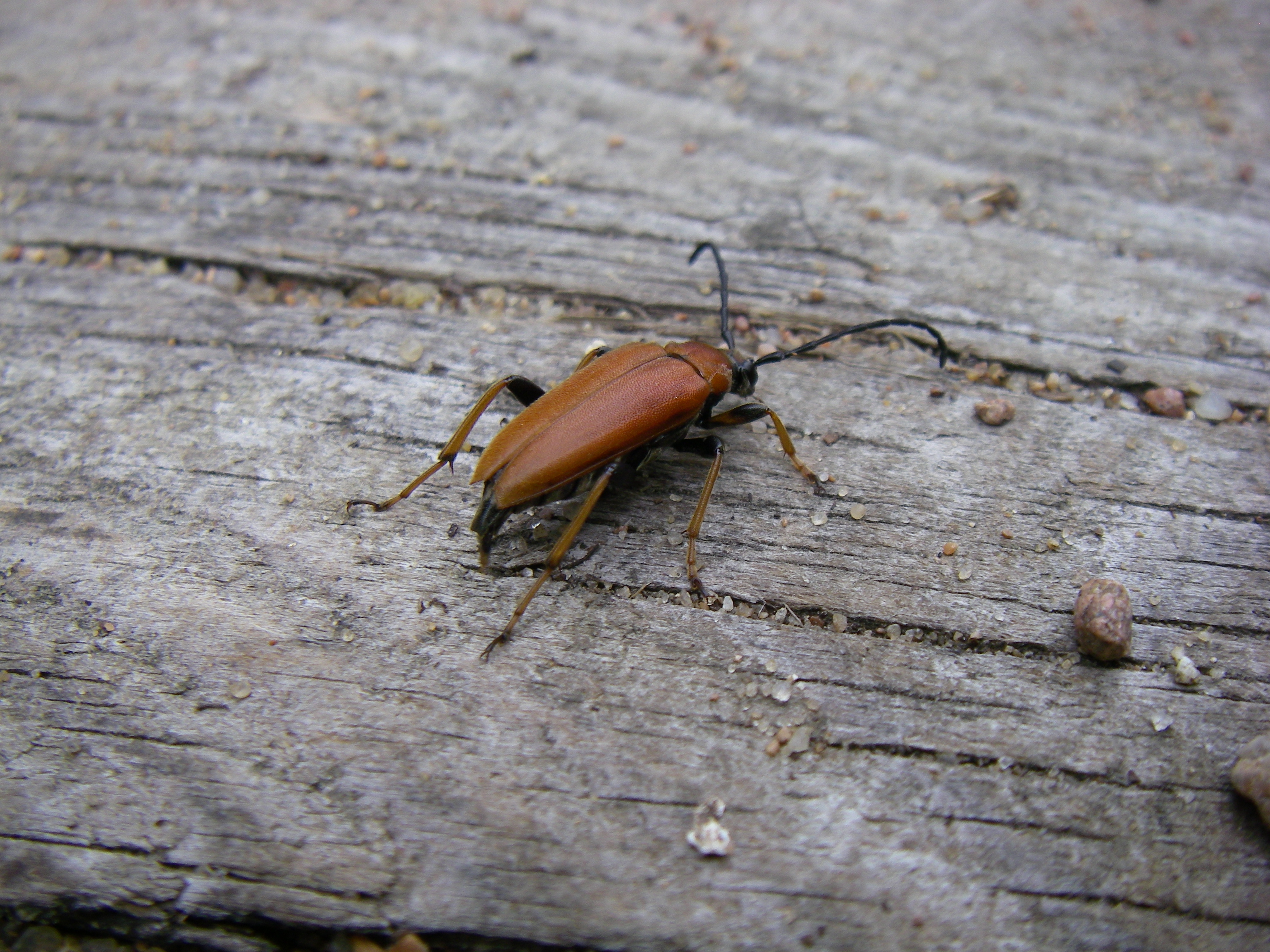 Leptura rubra female