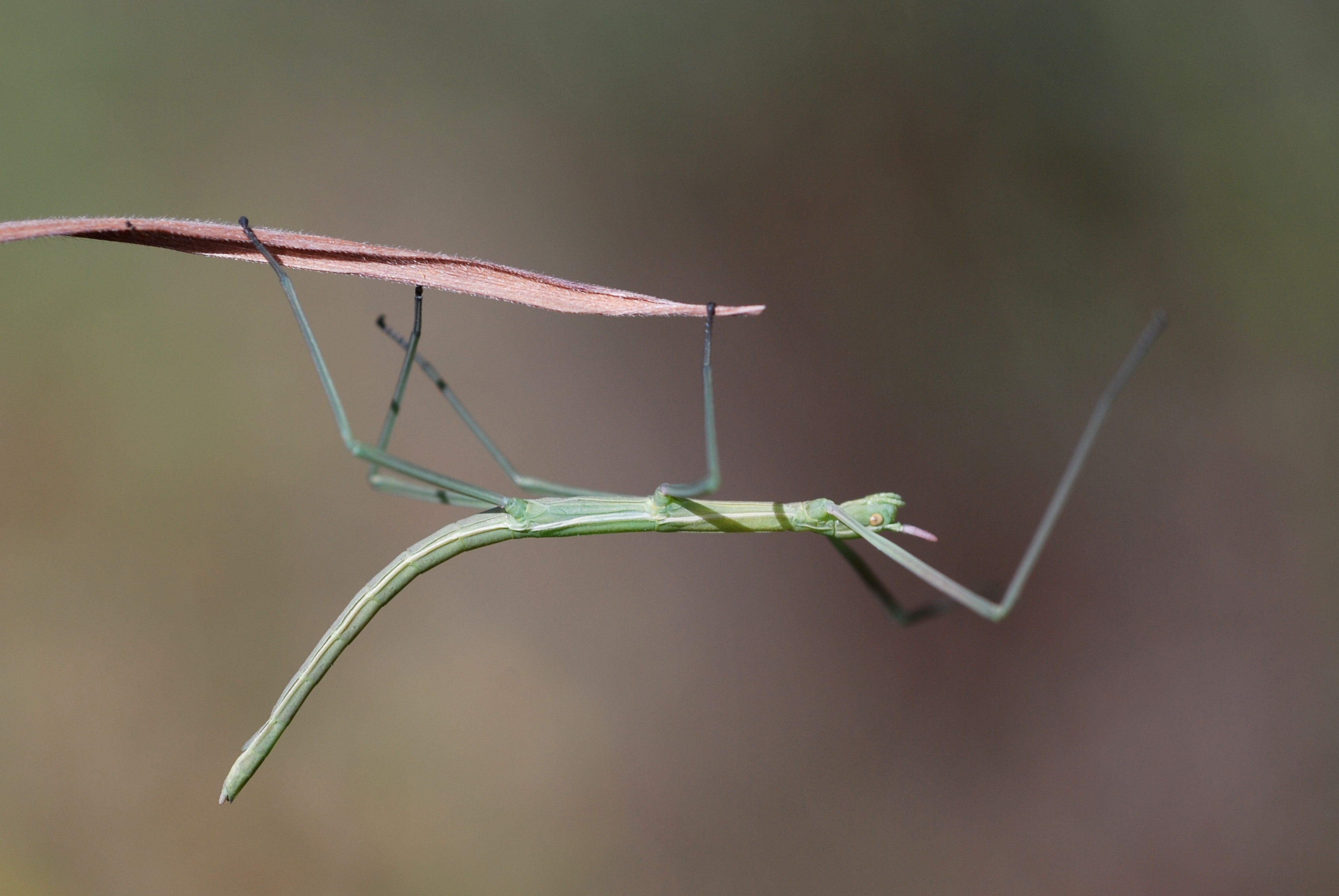 Leptynia sp. (4798739220)