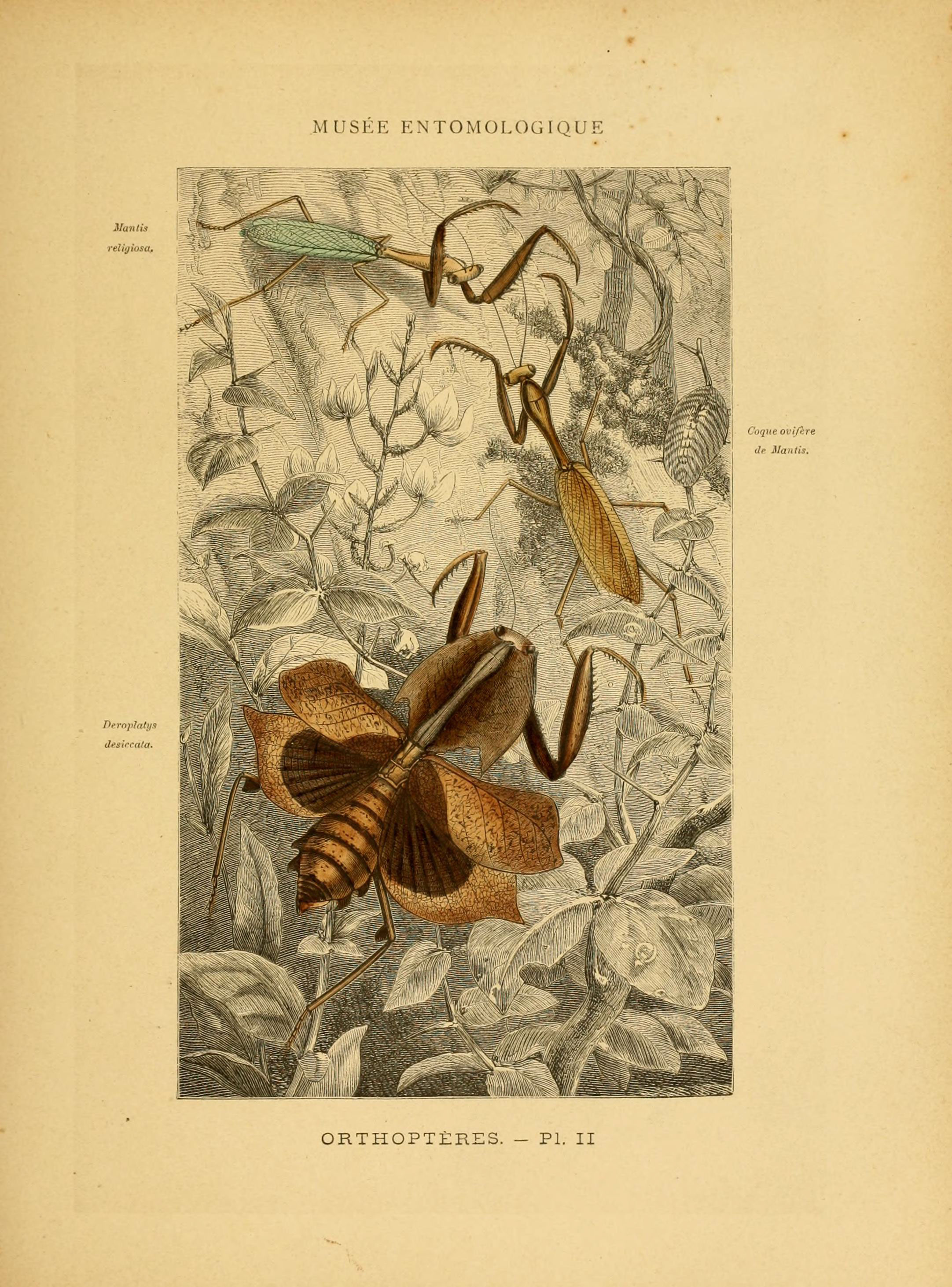 Les insectes (Pl. II) (6008126873)