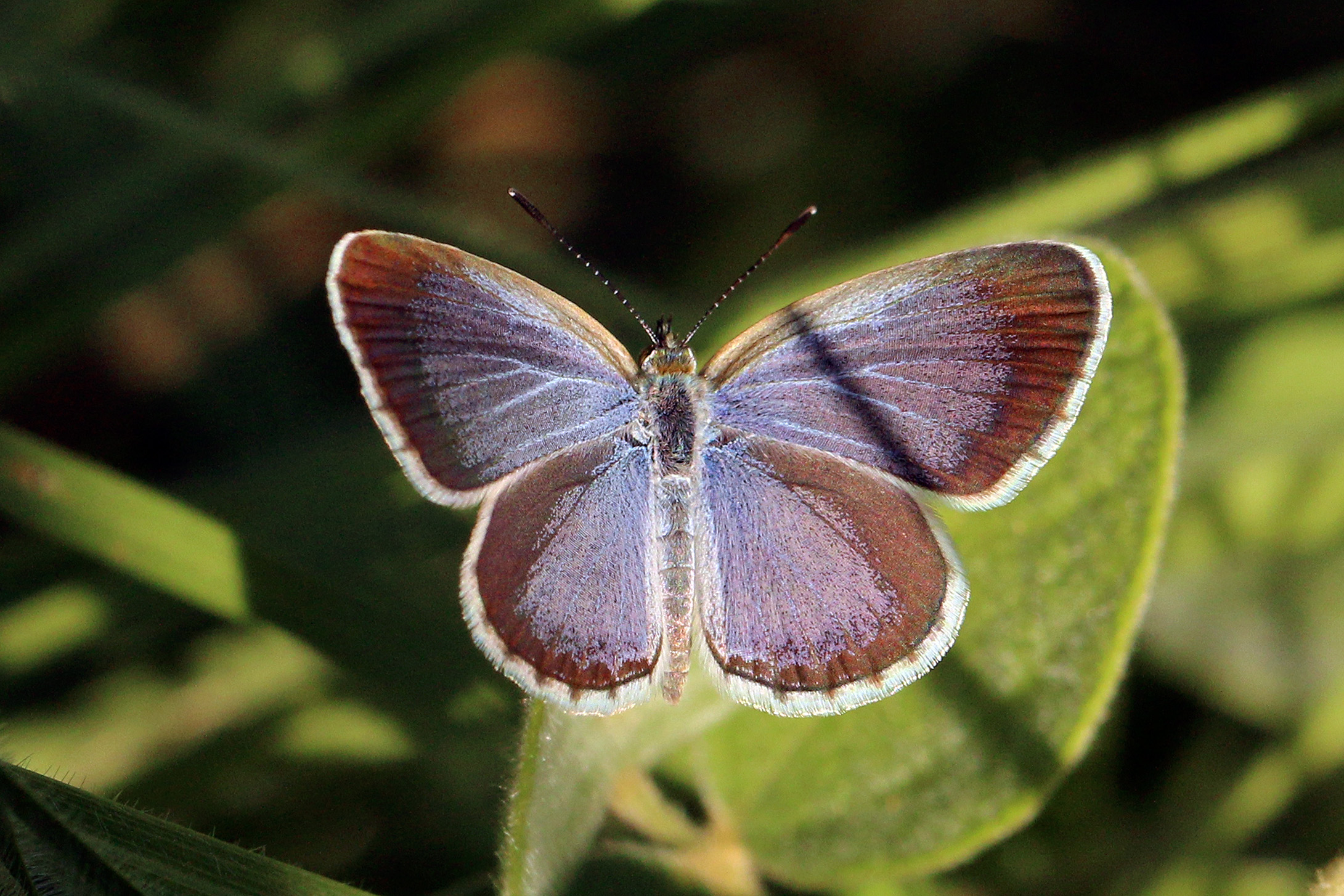 Lesser grass blue (Zizina otis lampa) male I