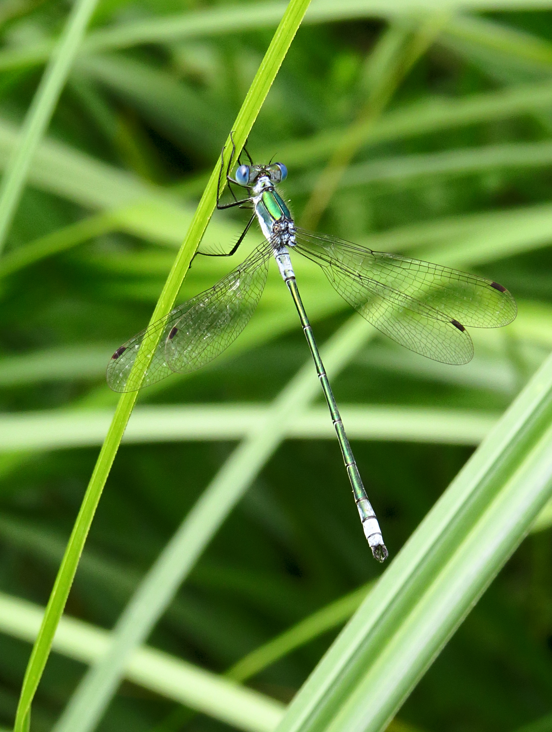 Lestes dryas Kiev3