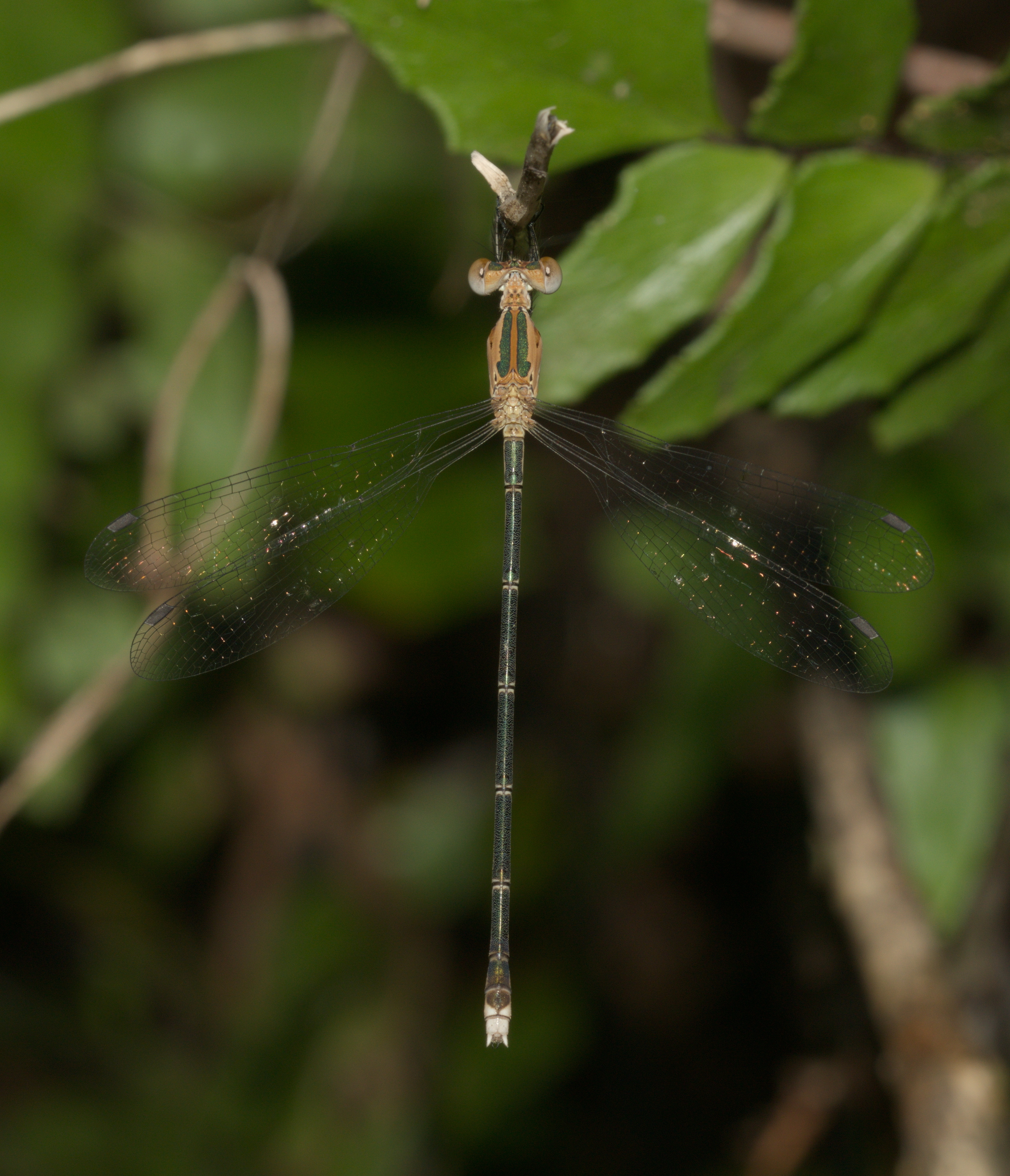 Lestes elatus-Kadavoor-2016-07-04-003