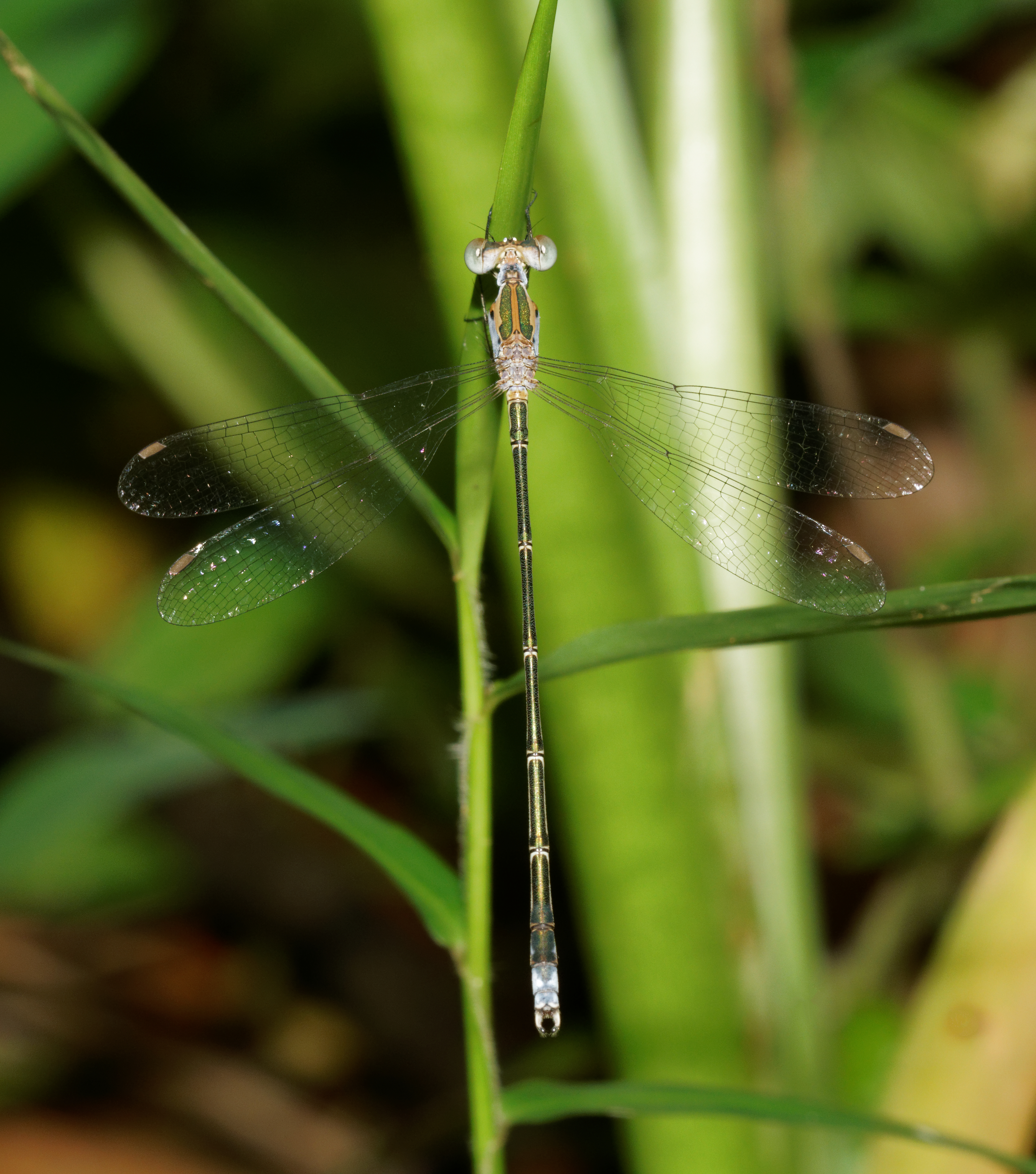 Lestes elatus-Kadavoor-2016-07-31-001