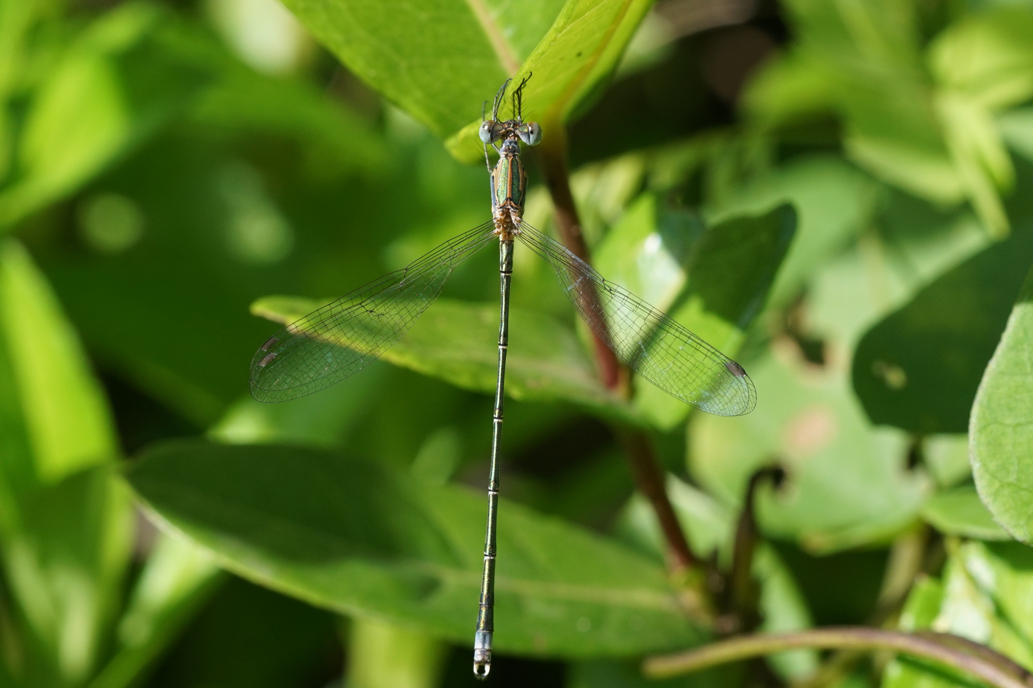 Lestes elatus 00295