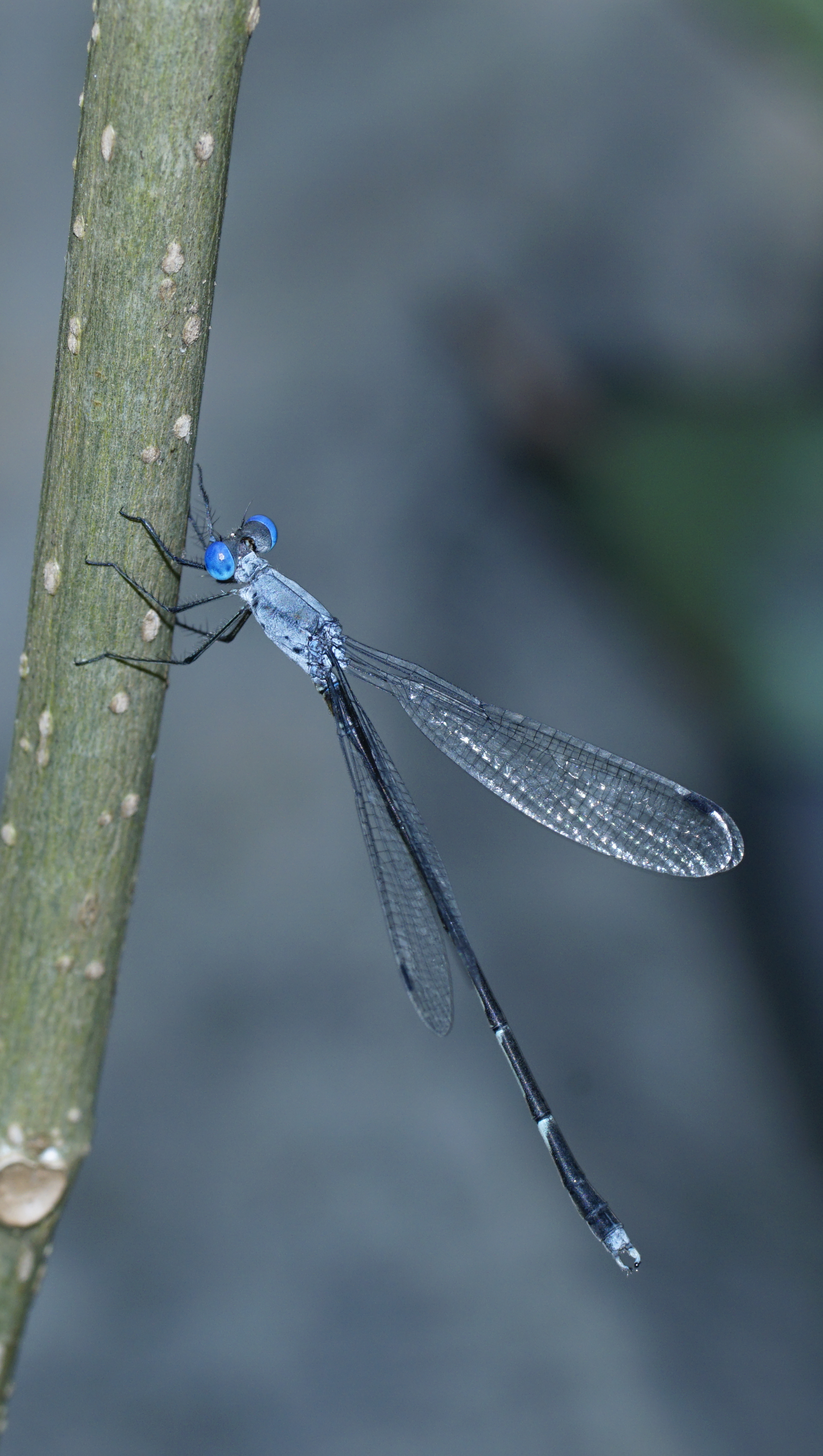 Lestes praemorsus 7985