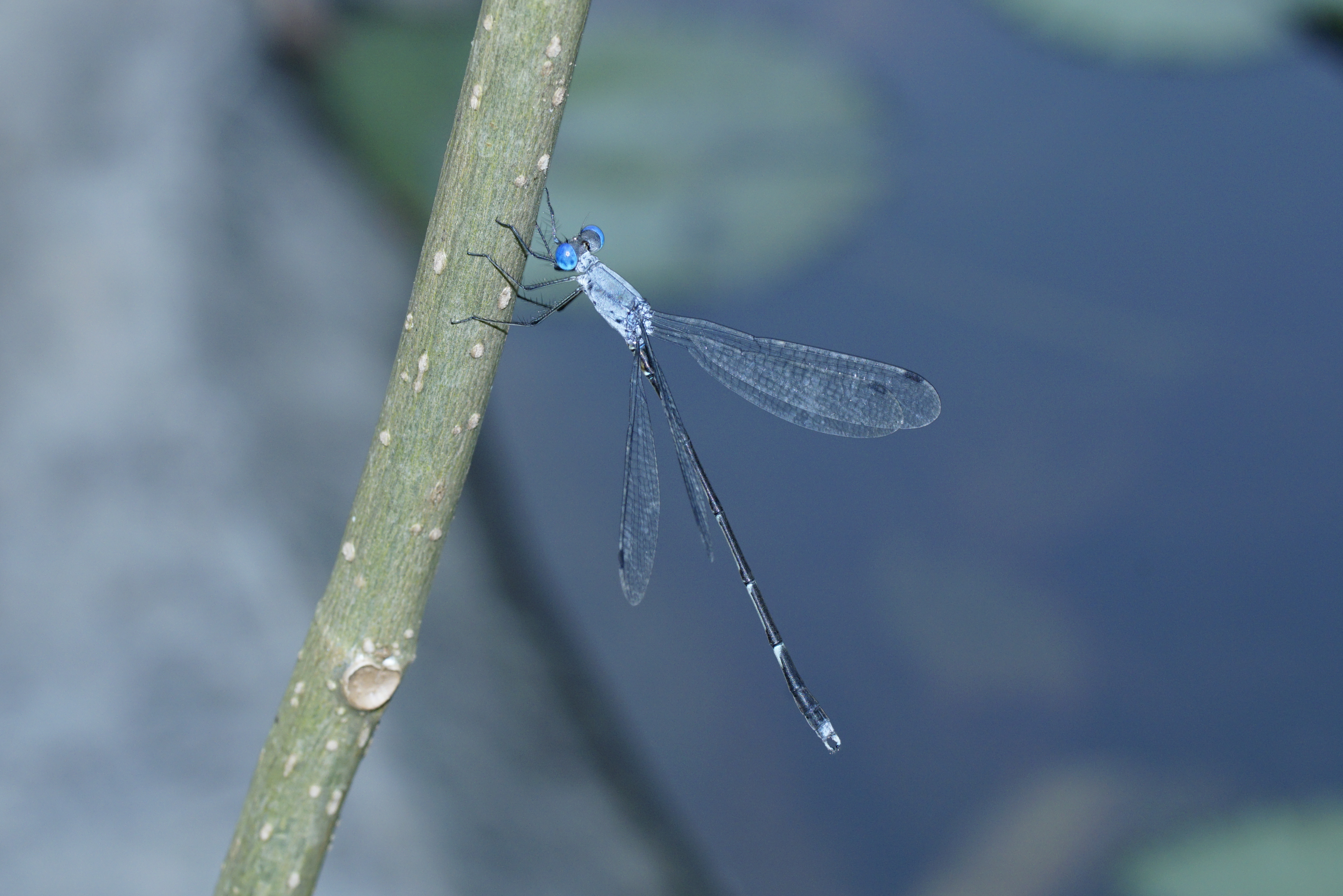 Lestes praemorsus 7988