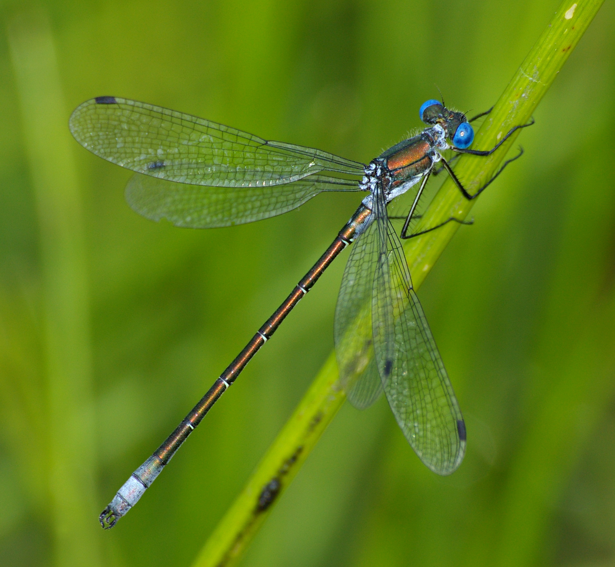 Emerald Spreadwing Damselfly, Lestes dryas; elder male specimen