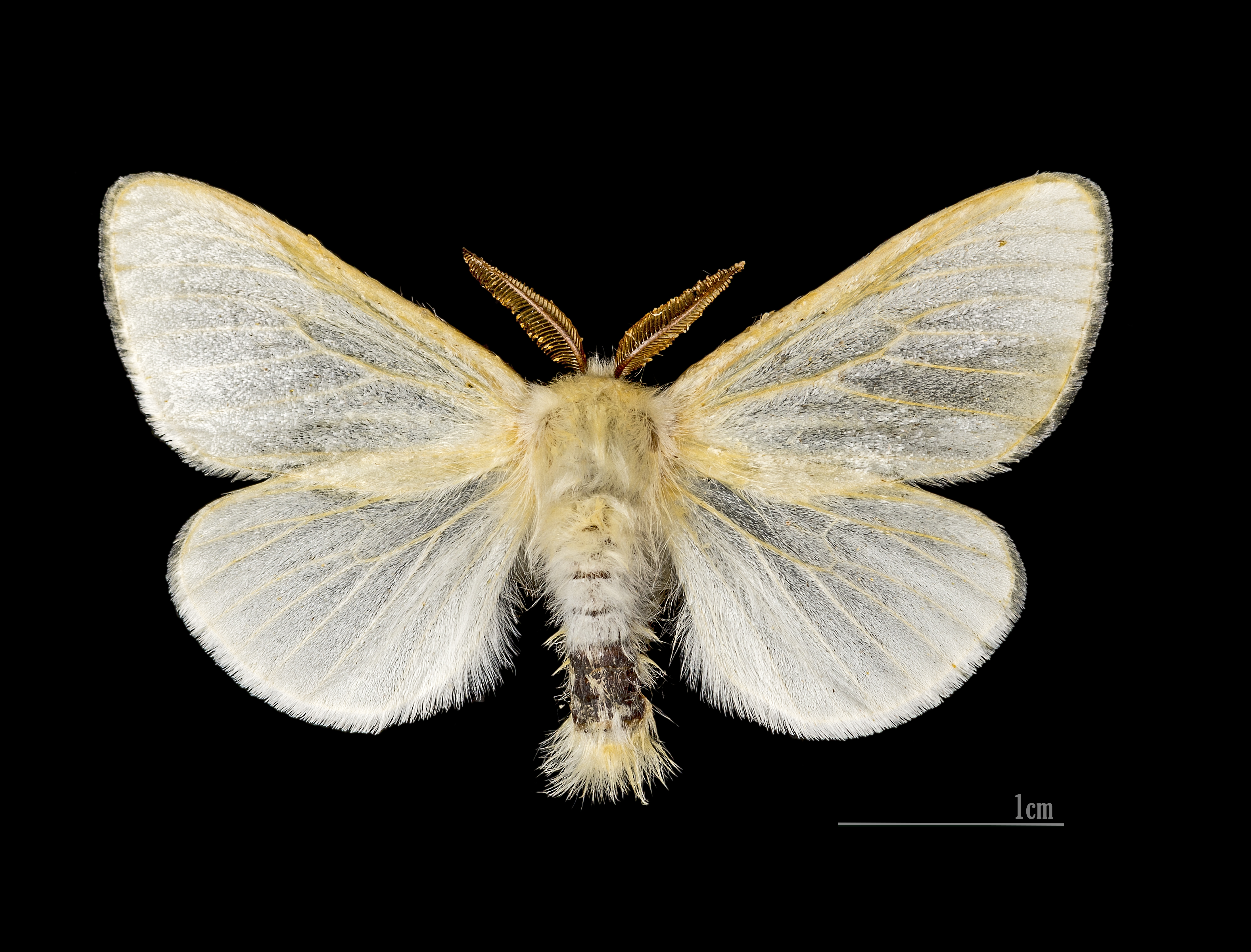 Leucoma salicis MHNT.CUT.2012.0.356.Crest-Voland Male.Dos