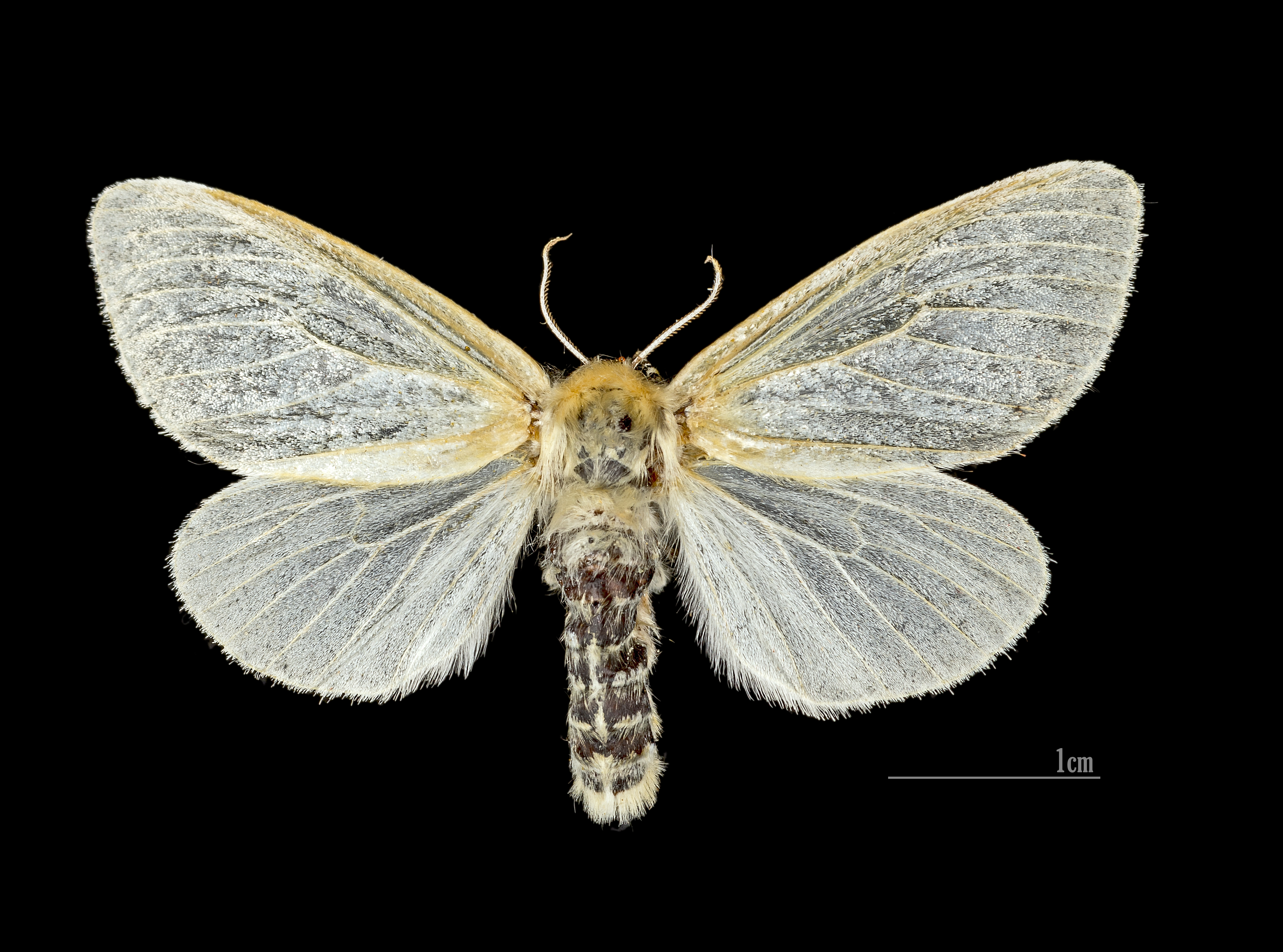 Leucoma salicis MHNT.CUT.2012.0.356.Les Mathes Female Dos