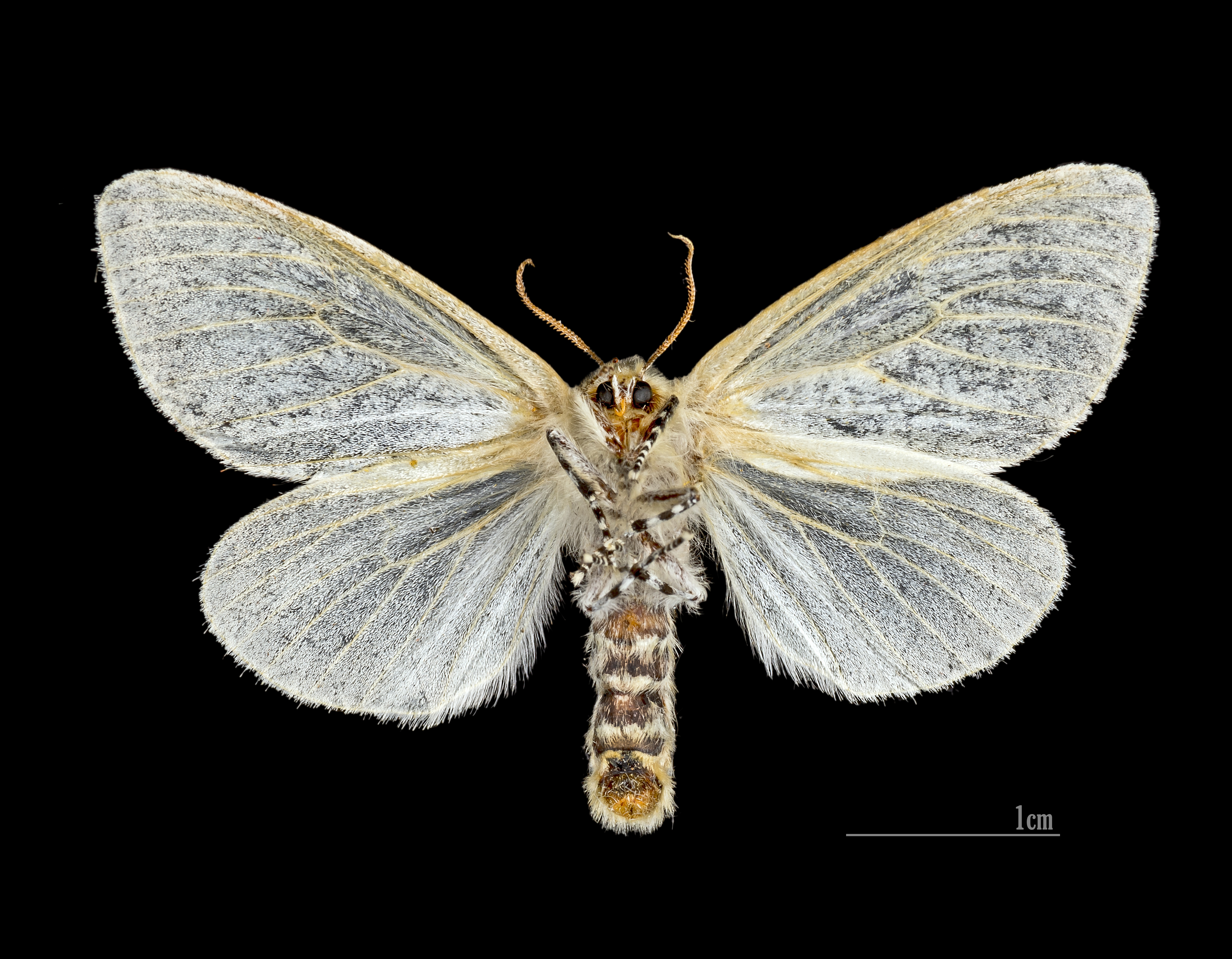 Leucoma salicis MHNT.CUT.2012.0.356.Les Mathes Female Ventre