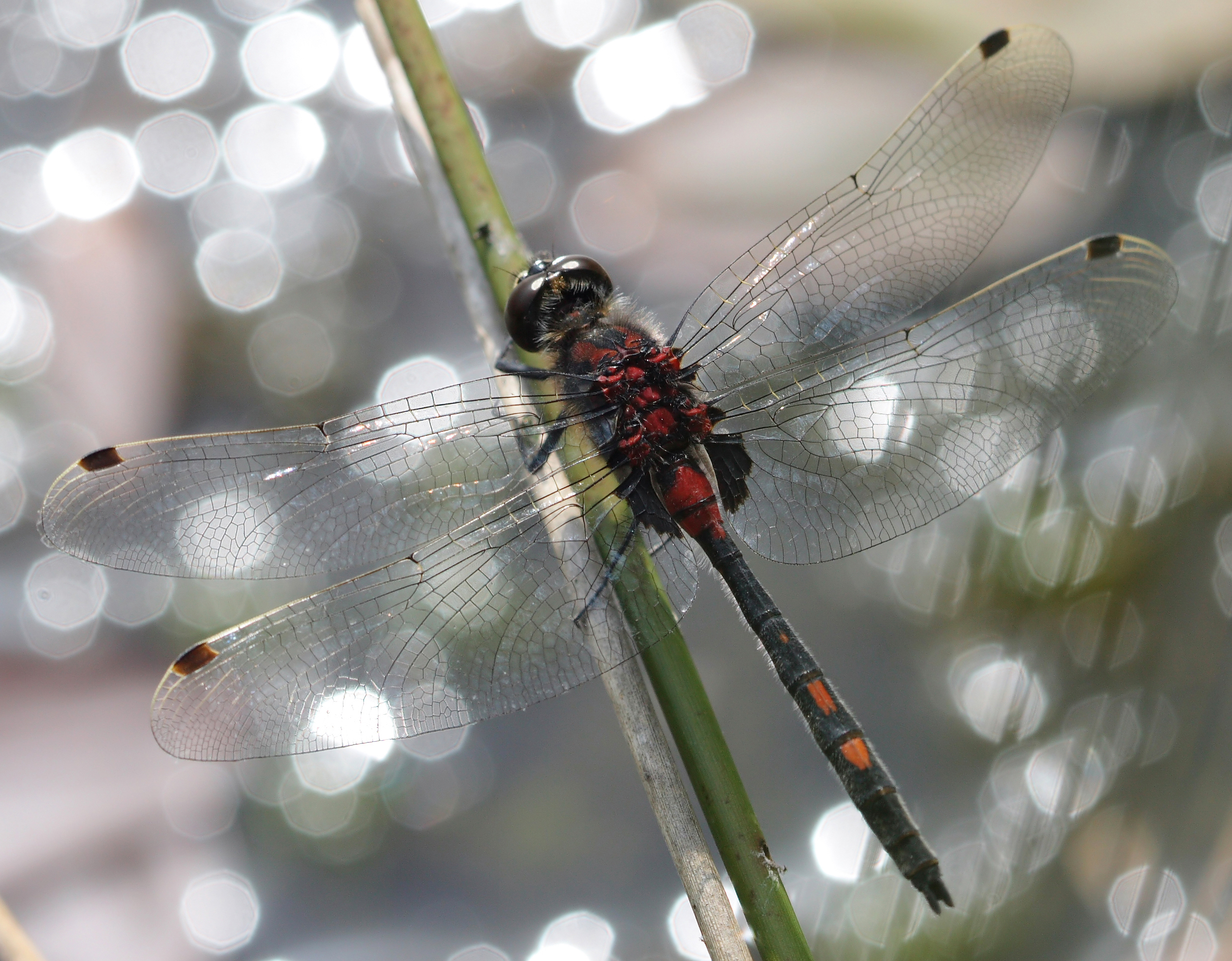 Leucorrhinia dubia 1 (loz)